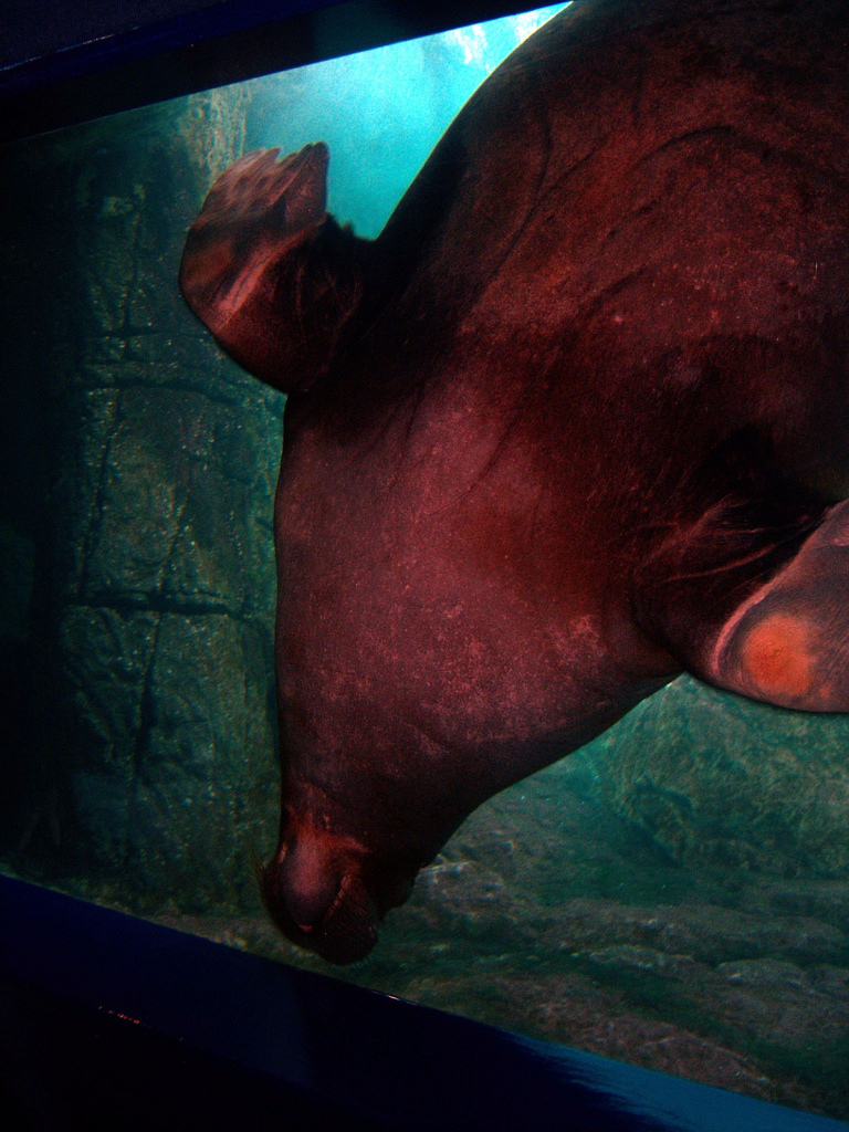 Sea Cliffs 2008 - Pacific Walrus "Kulusiq"