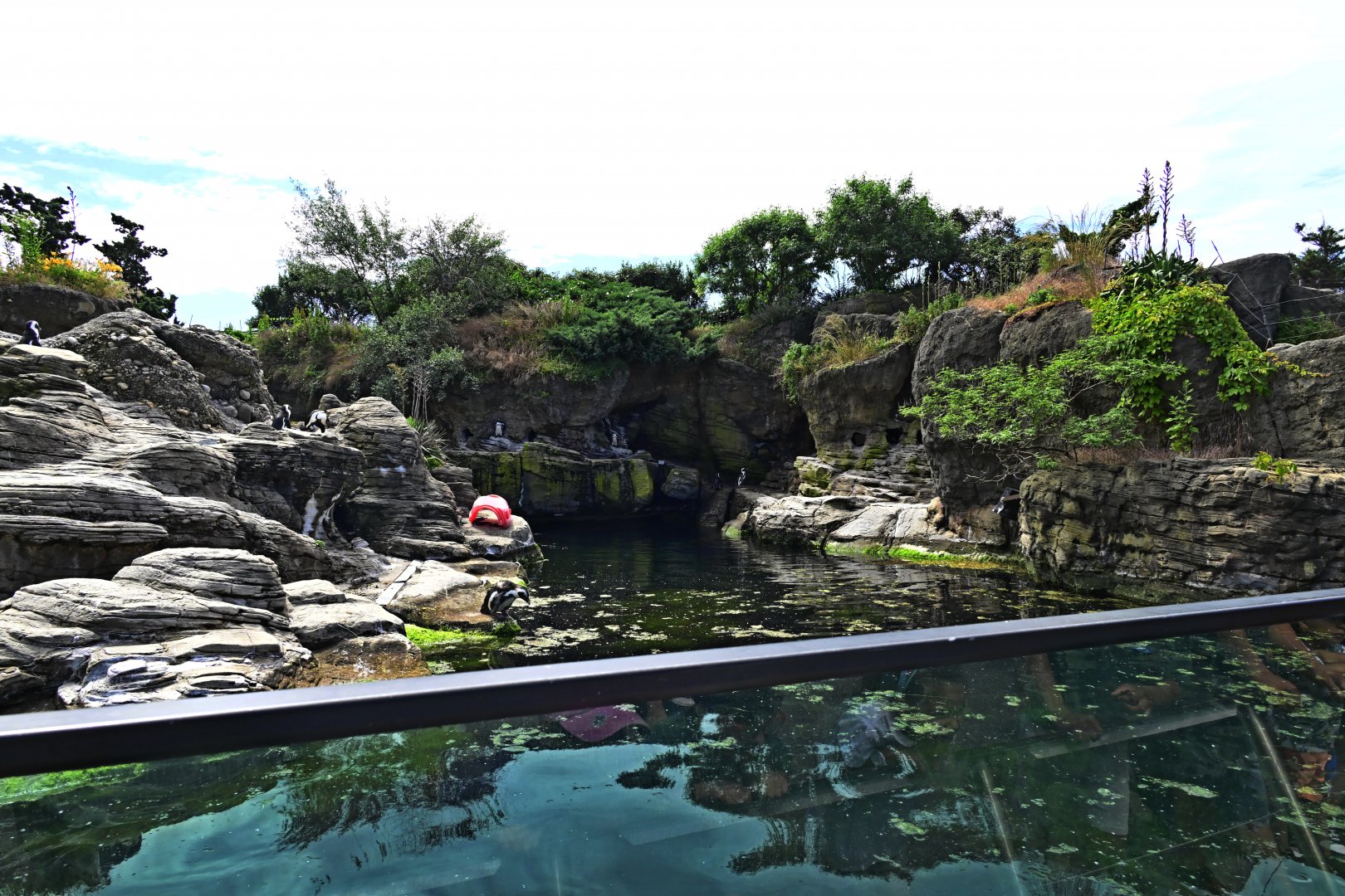Sea Cliffs - African Penguin (Spheniscus demersus) Exhibit