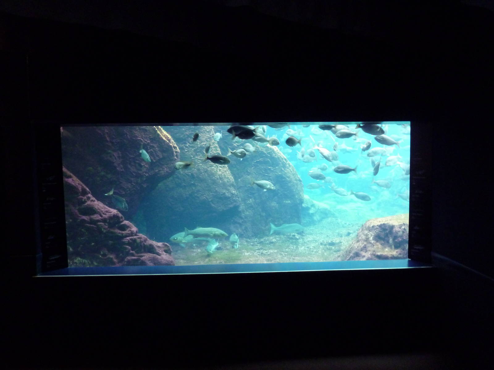 Sea Cliffs - Black-Footed Penguin Exhibit (Underwater Viewing)