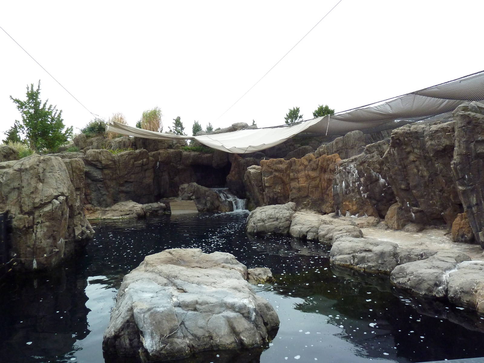 Sea Cliffs - California Sea Lion/Harbour Seal Exhibit