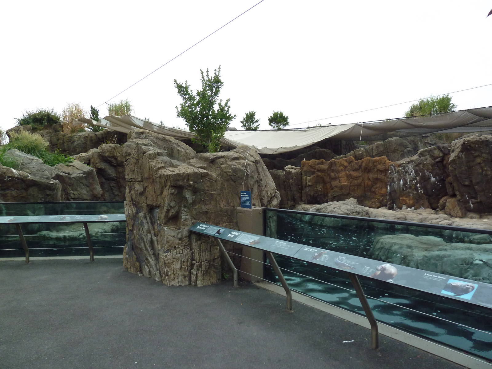 Sea Cliffs - California Sea Lion/Harbour Seal Exhibit