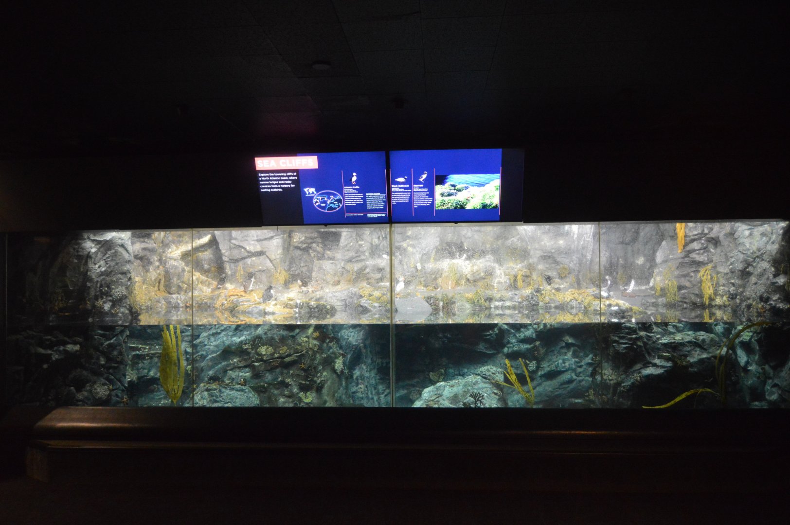 Sea Cliffs Exhibit - Overview