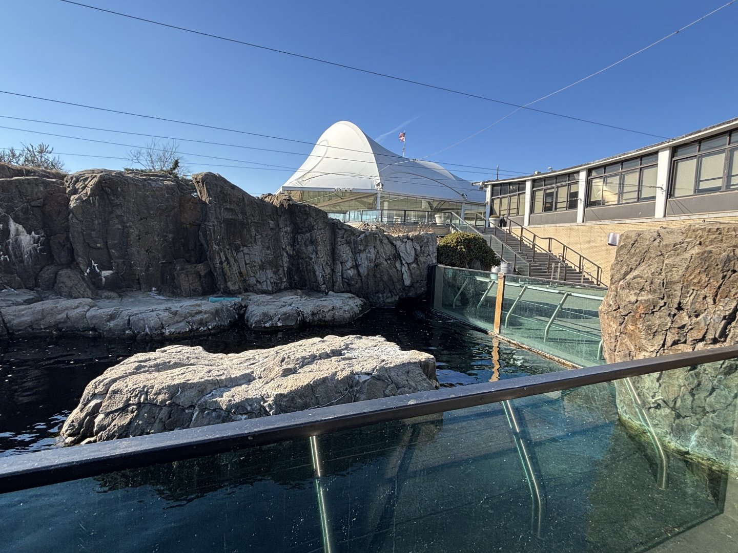 Sea Cliffs- Harbor Seal Exhibit