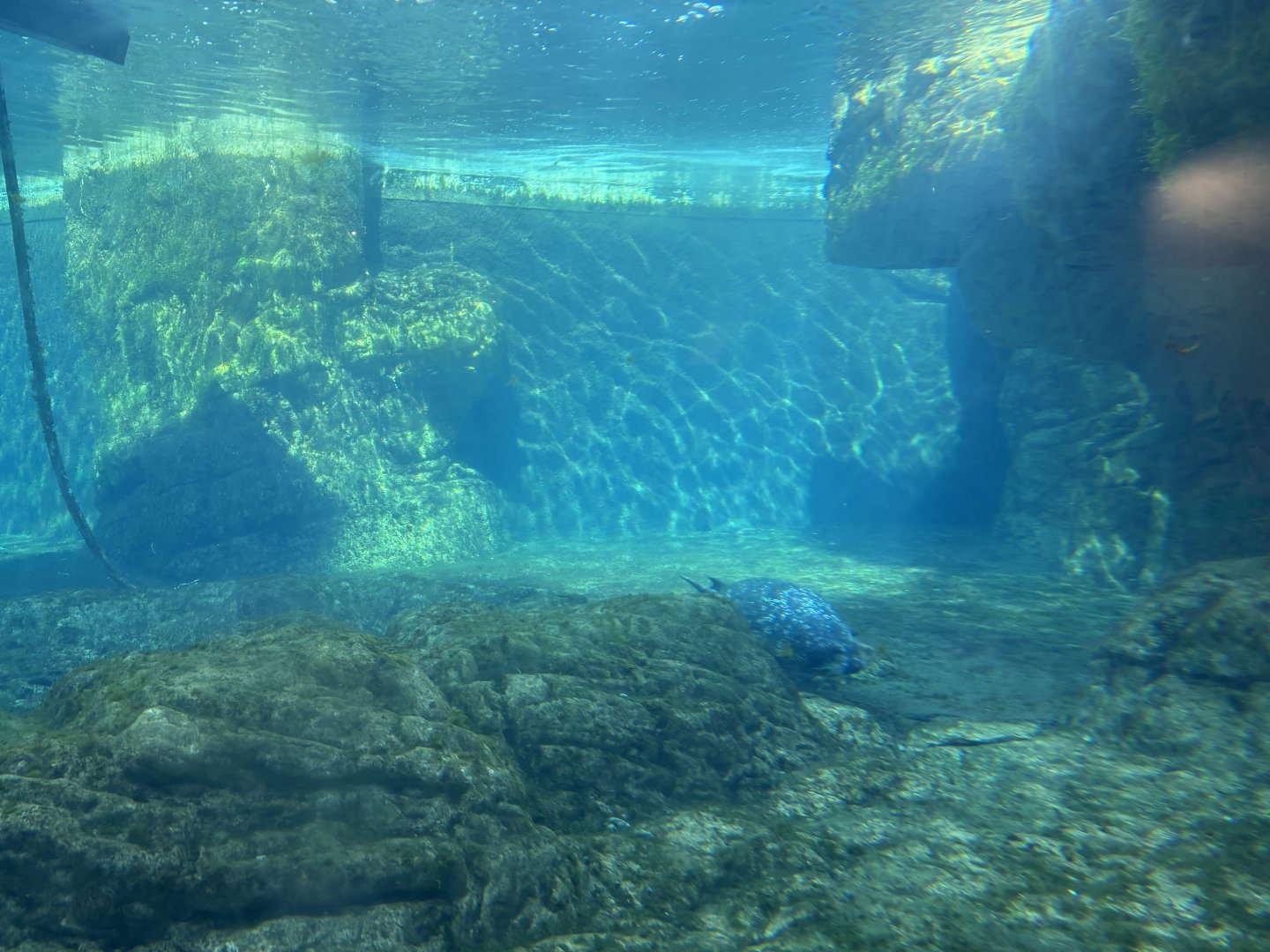Sea Cliffs- Harbor Seal Underwater Viewing