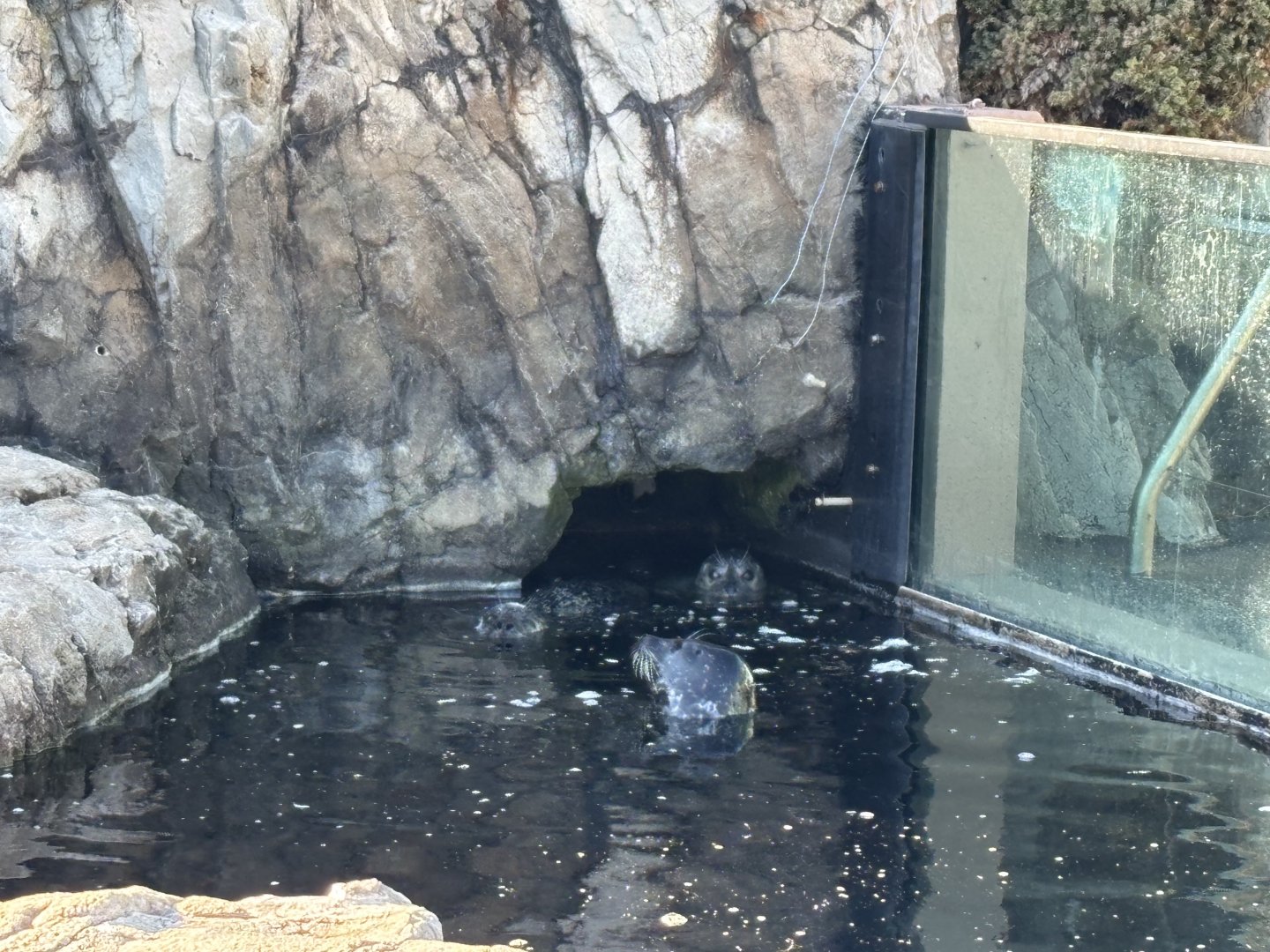 Sea Cliffs- Harbor Seals