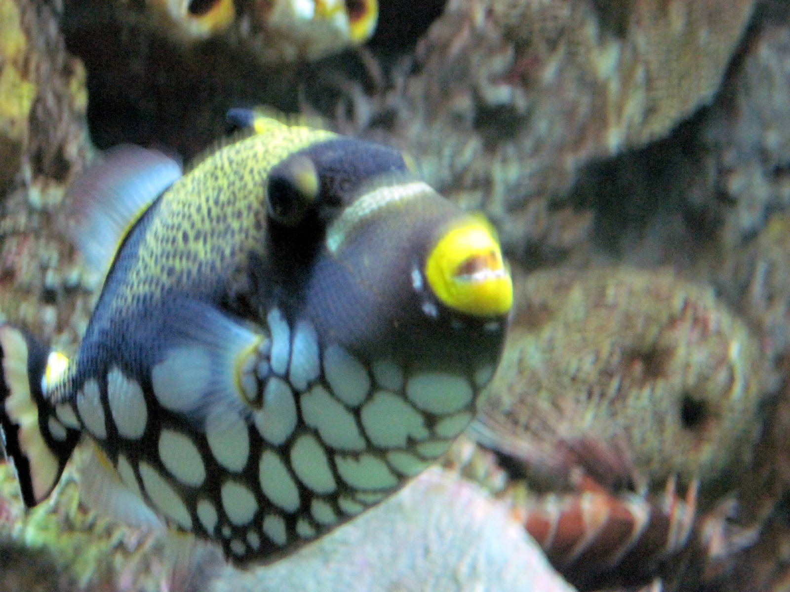 Sea Cliffs, Kelp Forest, Pacific Coral Reef, Amazon River Forest-Clown Trig