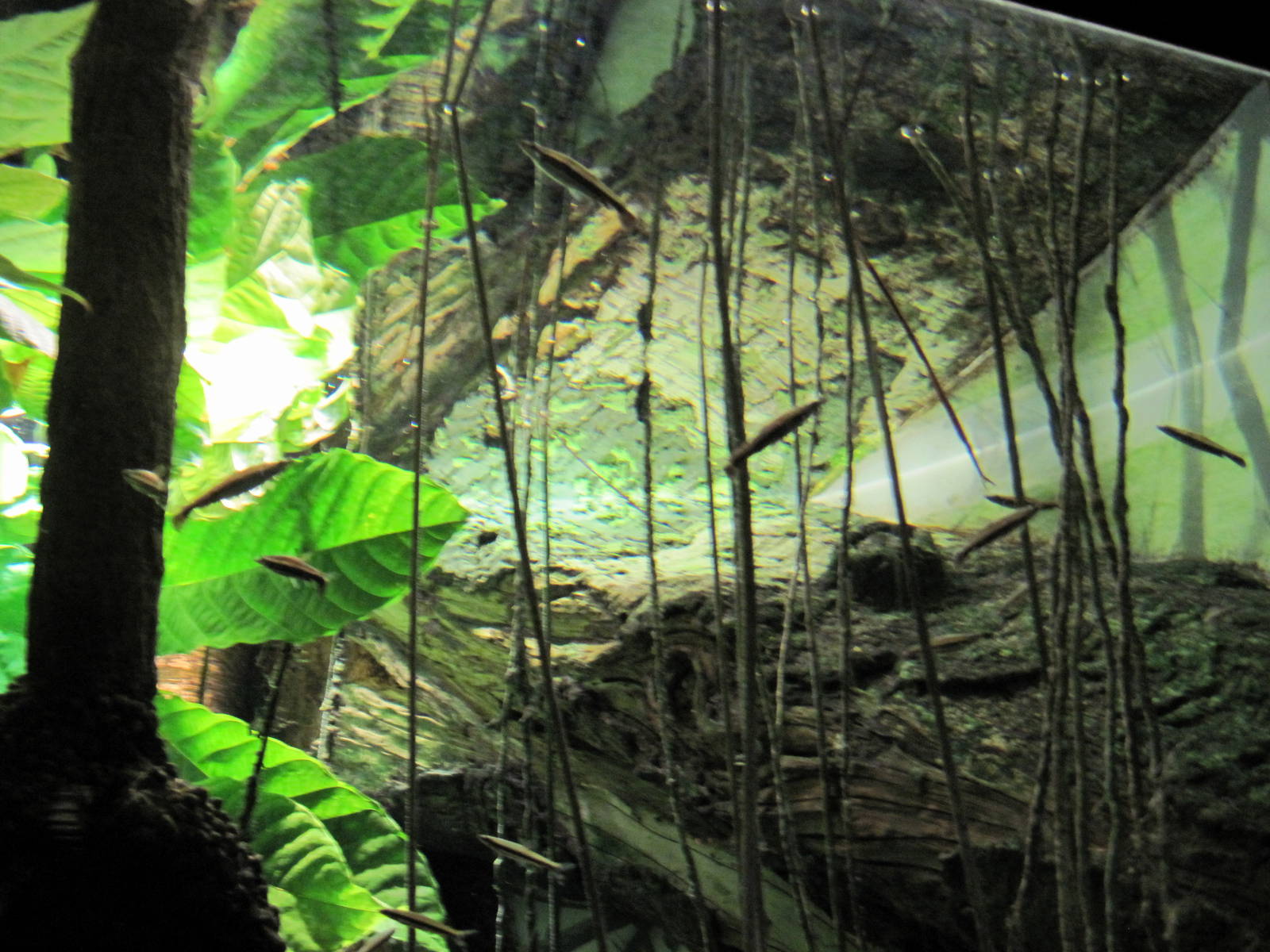 Sea Cliffs, Kelp Forest, Pacific Coral Reef, Amazon River Forest-Fish