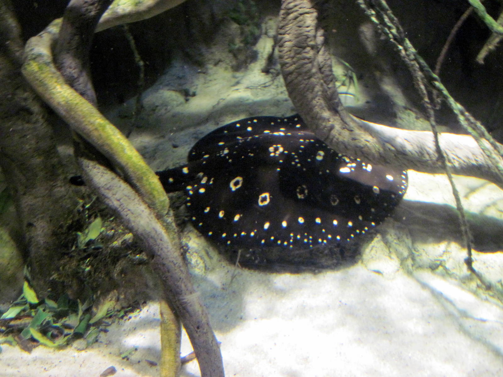 Sea Cliffs, Kelp Forest, Pacific Coral Reef, Amazon River Forest-Freshwater
