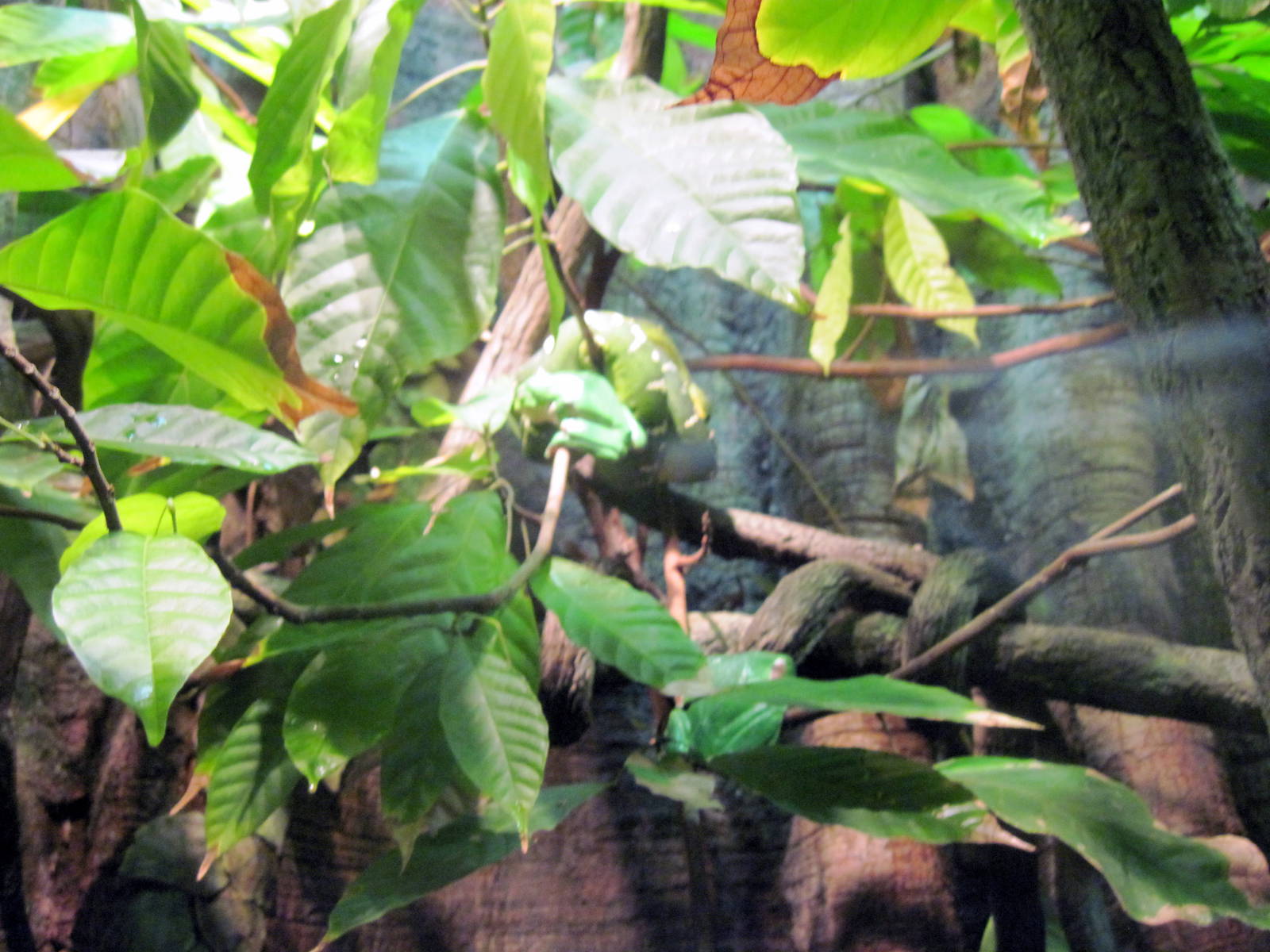 Sea Cliffs, Kelp Forest, Pacific Coral Reef, Amazon River Forest-Green Tree