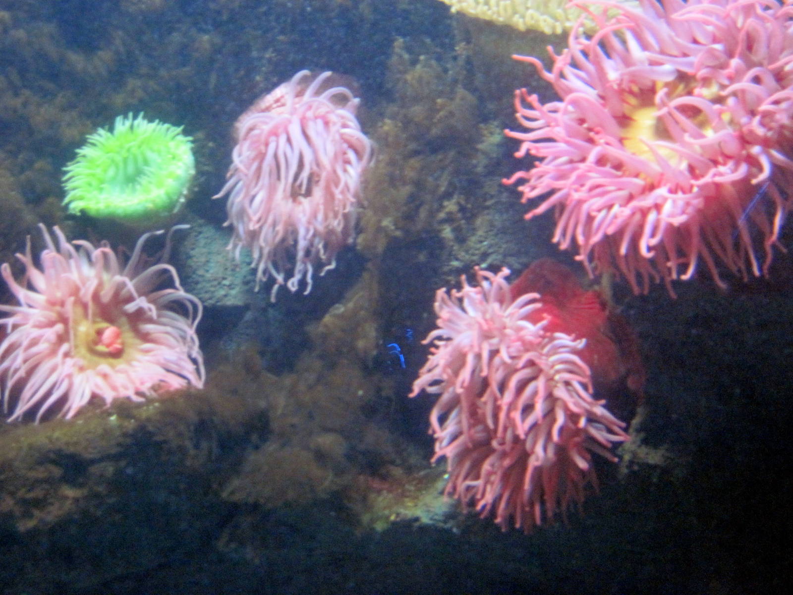 Sea Cliffs, Kelp Forest, Pacific Coral Reef, Amazon River Forest-Pacific Co