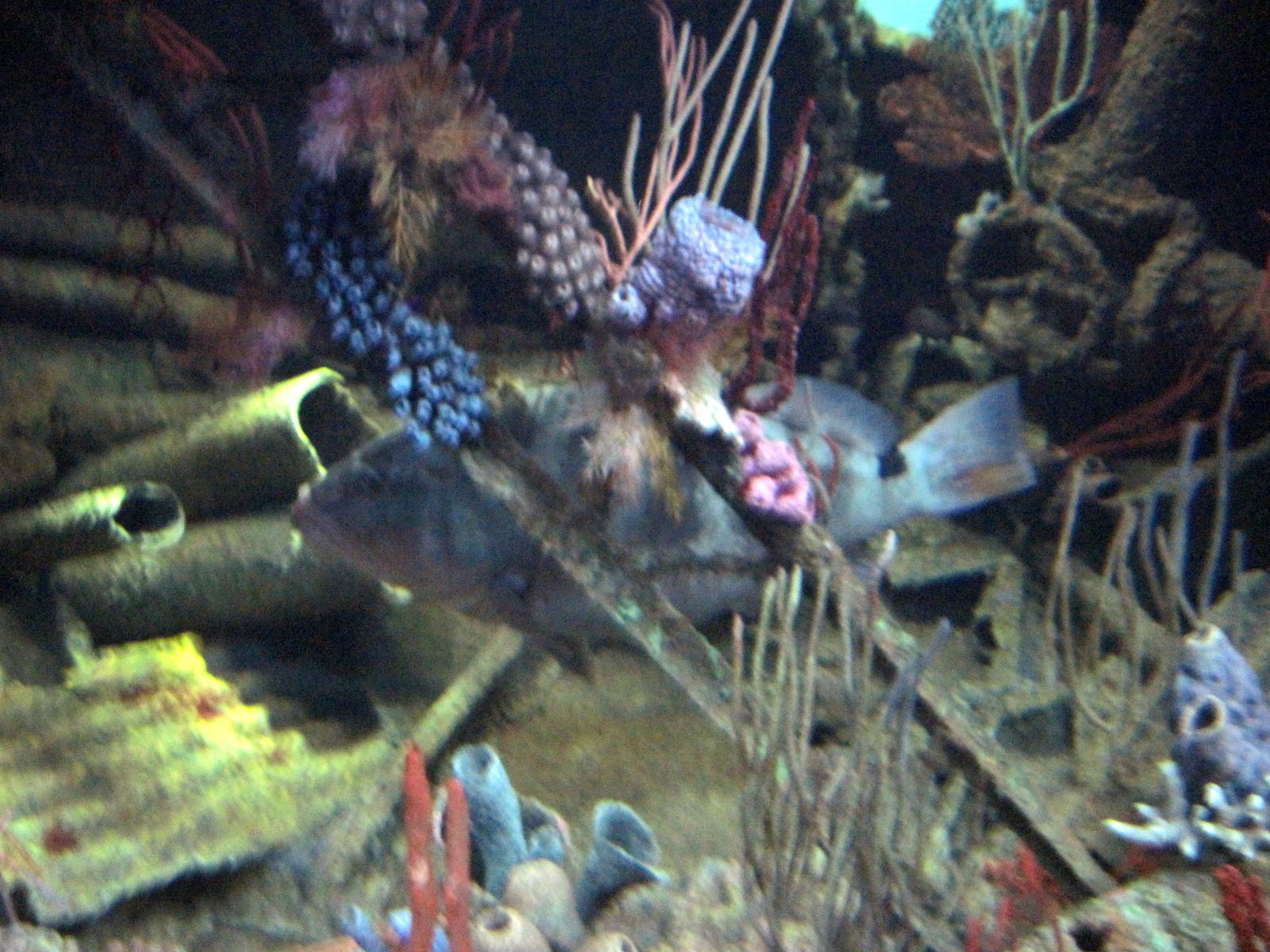 Sea Cliffs, Kelp Forest, Pacific Coral Reef, Amazon River Forest-Pacific Co