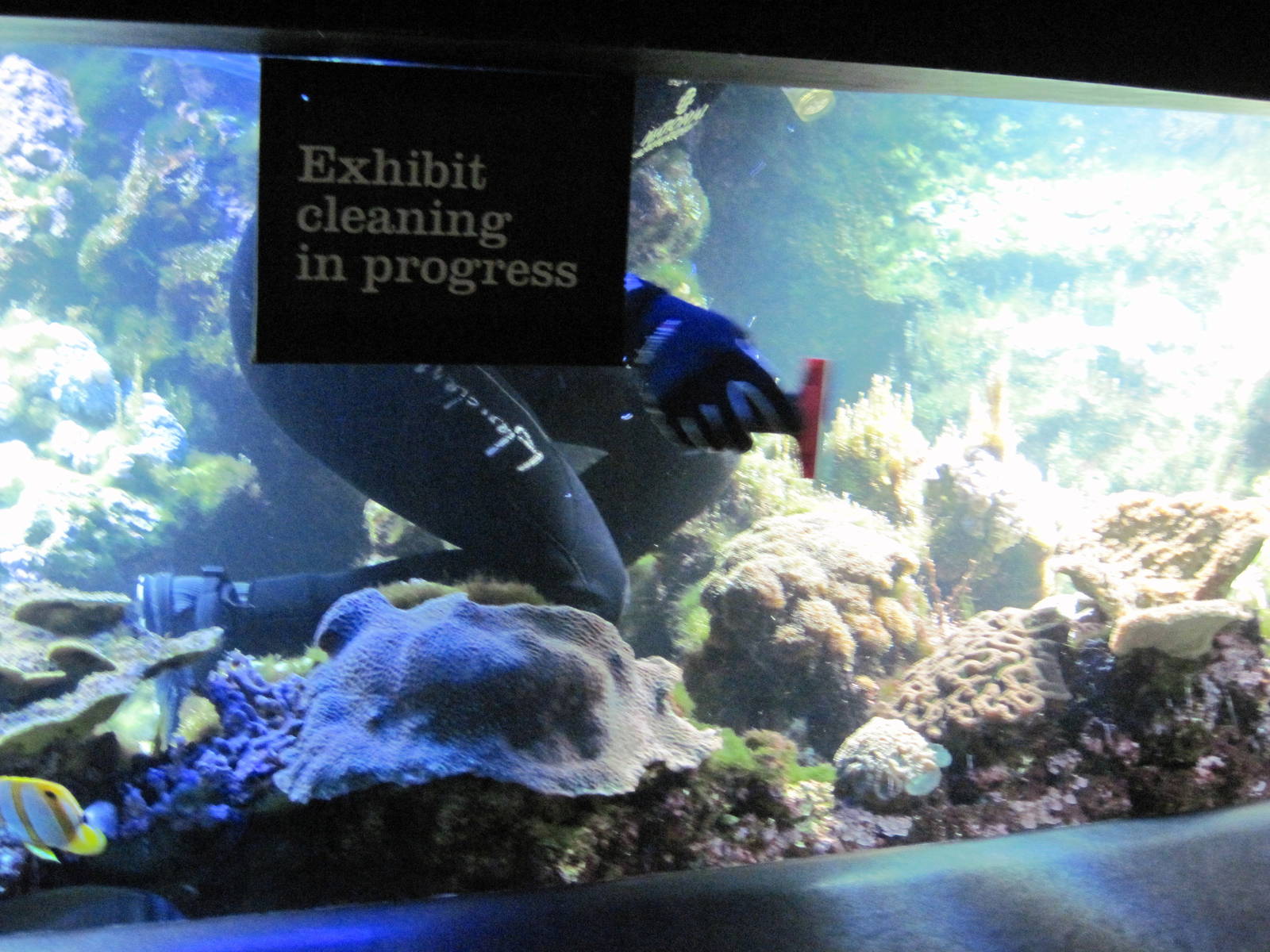 Sea Cliffs, Kelp Forest, Pacific Coral Reef, Amazon River Forest-Pacific Co