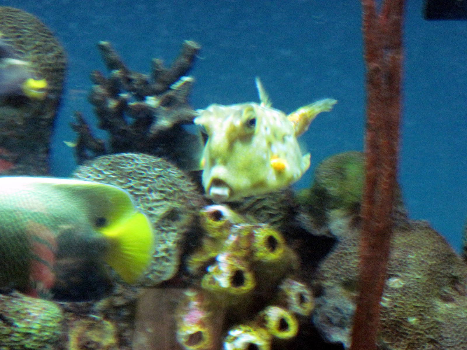 Sea Cliffs, Kelp Forest, Pacific Coral Reef, Amazon River Forest-Pacific Co