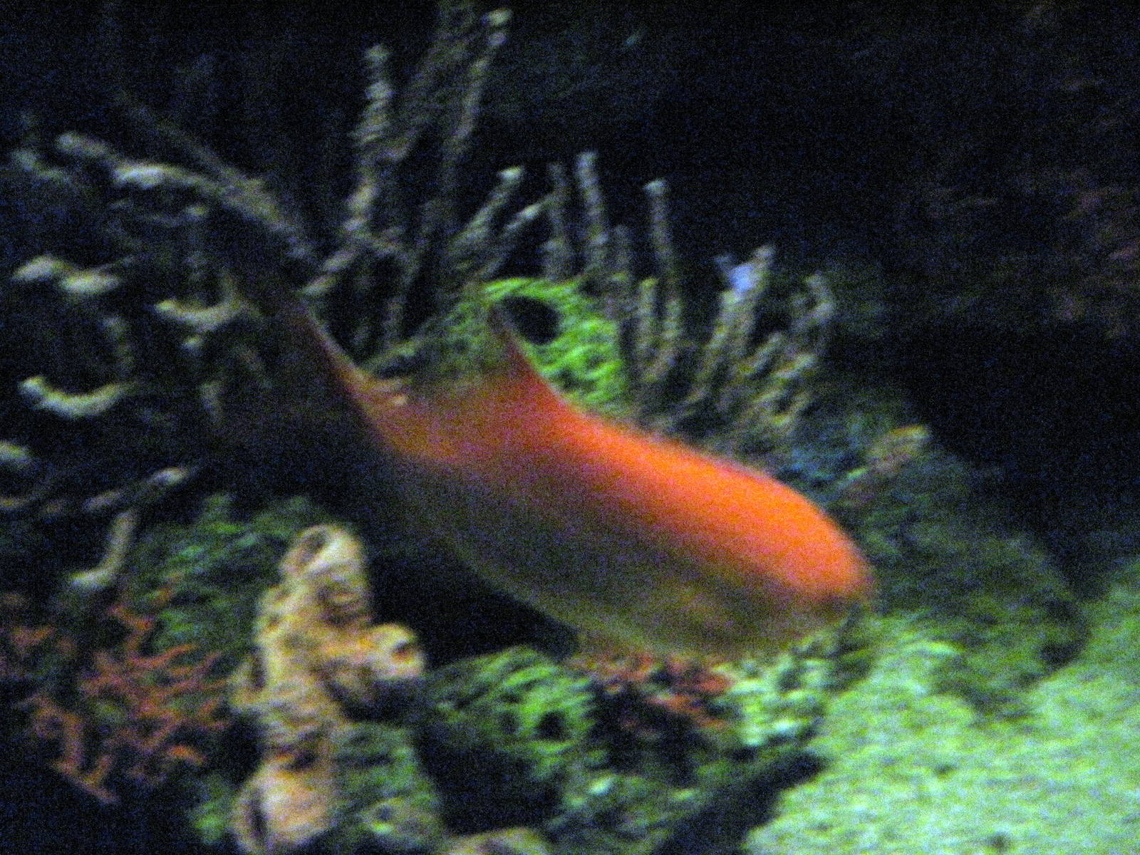 Sea Cliffs, Kelp Forest, Pacific Coral Reef, Amazon River Forest-Pacific Co