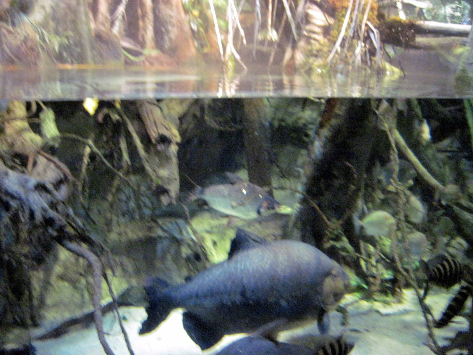 Sea Cliffs, Kelp Forest, Pacific Coral Reef, Amazon River Forest-Pacu
