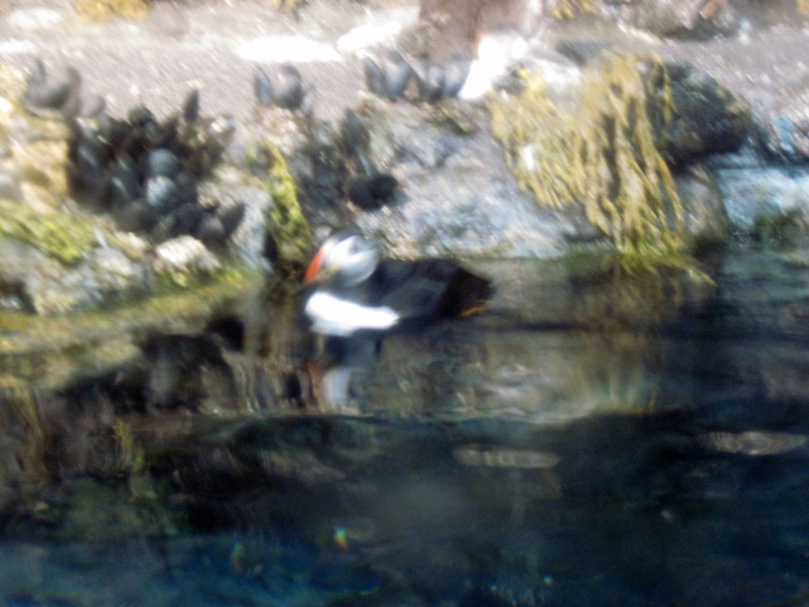 Sea Cliffs, Kelp Forest, Pacific Coral Reef, Amazon River Forest-Puffin