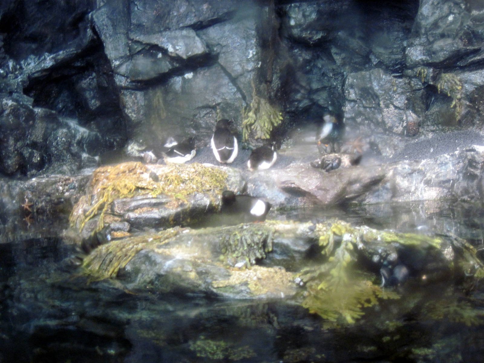 Sea Cliffs, Kelp Forest, Pacific Coral Reef, Amazon River Forest-Puffins
