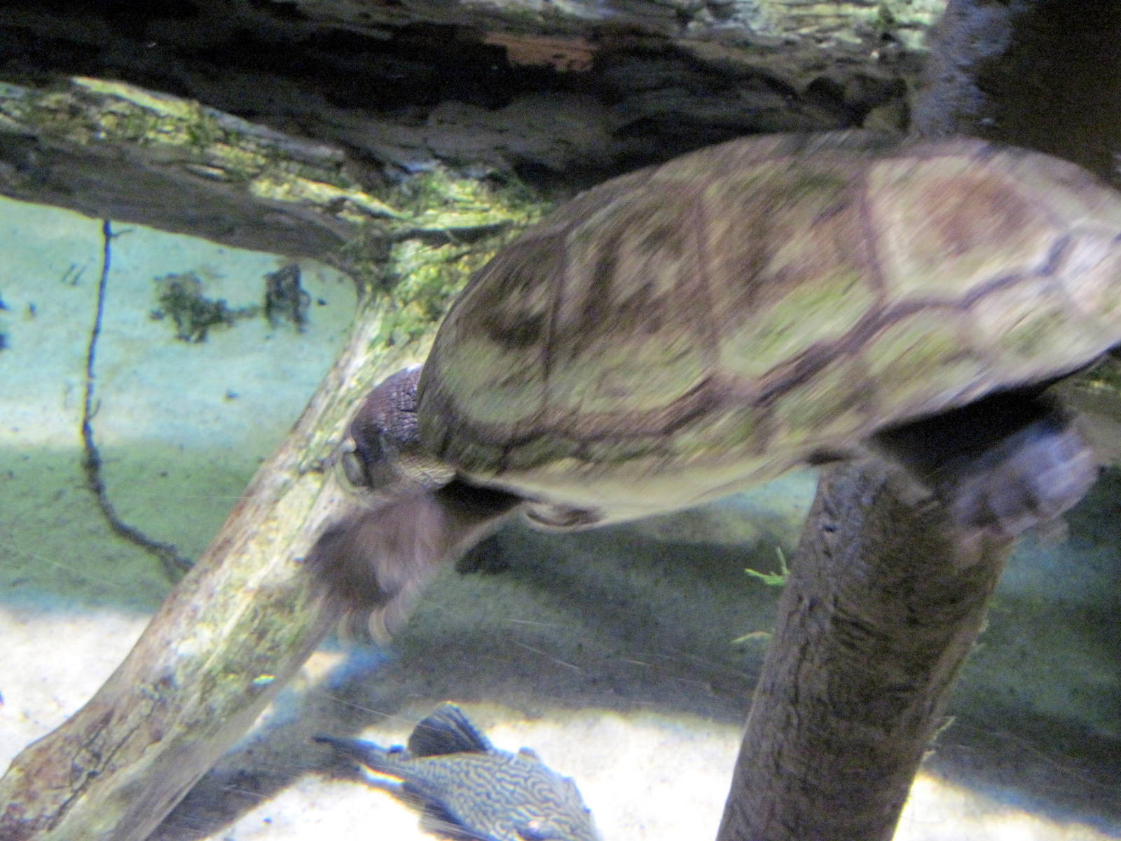 Sea Cliffs, Kelp Forest, Pacific Coral Reef, Amazon River Forest-Turtle