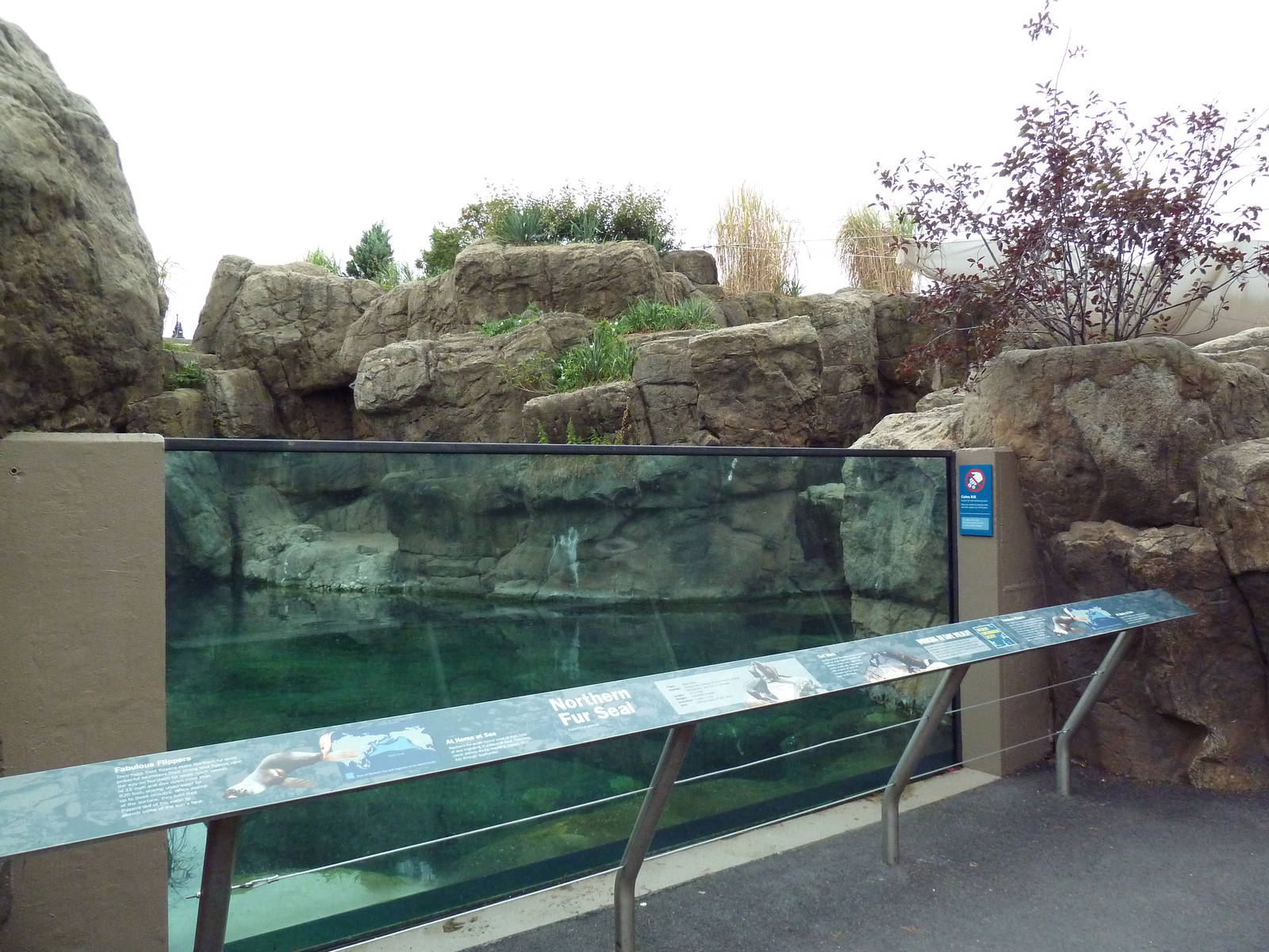 Sea Cliffs - Northern Fur Seal Exhibit