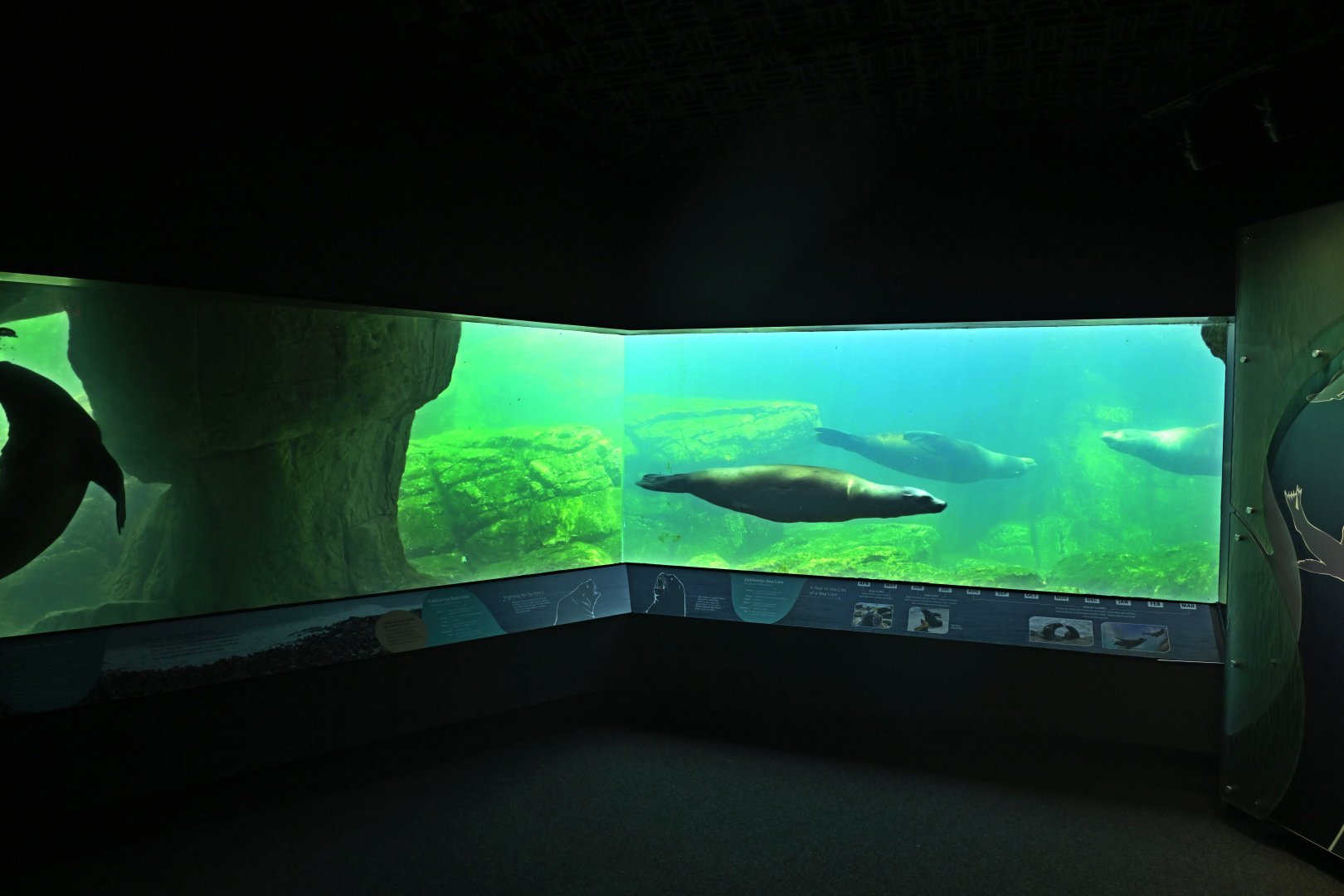 Sea Cliffs/Sea Change - California Sea Lions (Zalophus californianus) swimming by the Window