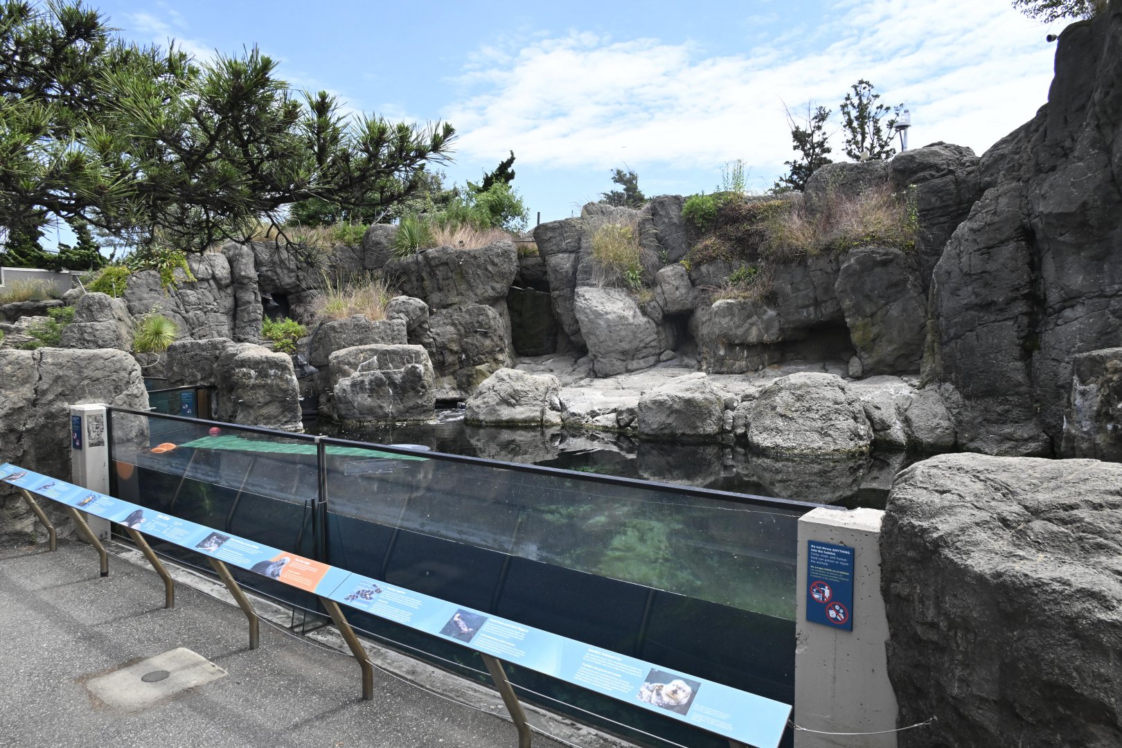 Sea Cliffs - Sea Otter (Enhydra lutris)