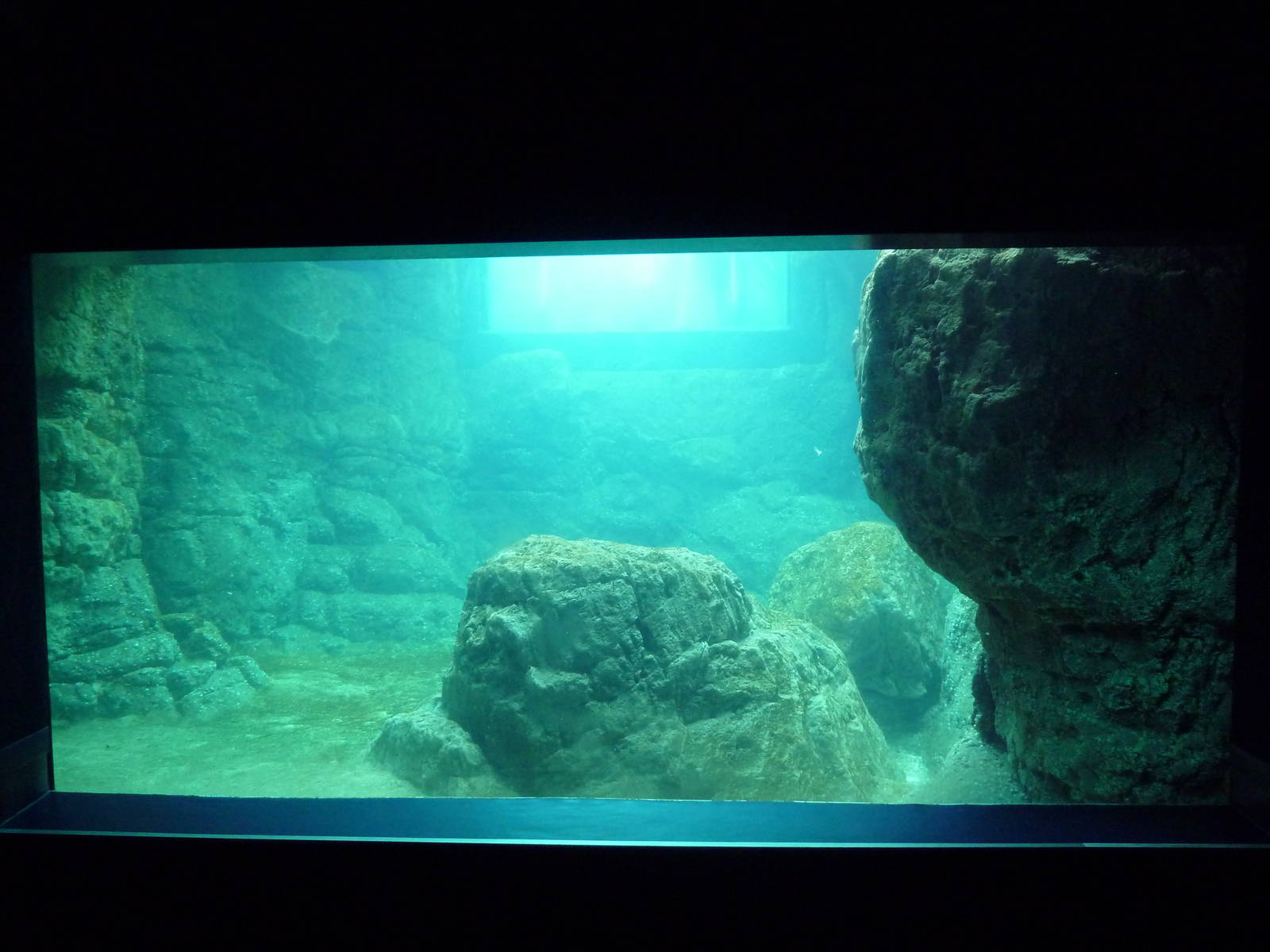 Sea Cliffs - Sea Otter Exhibit (Underwater Viewing)