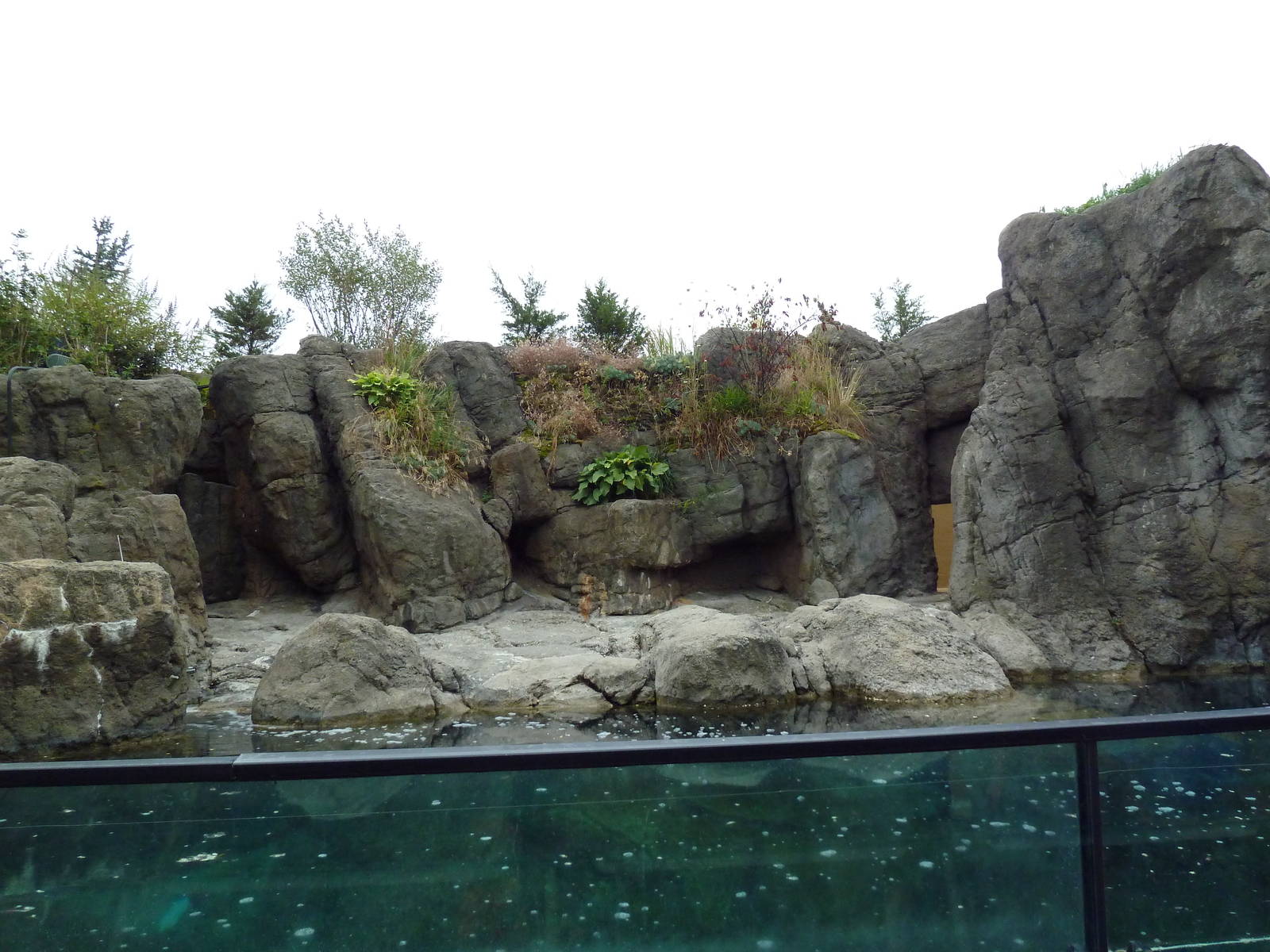Sea Cliffs - Sea Otter Exhibit