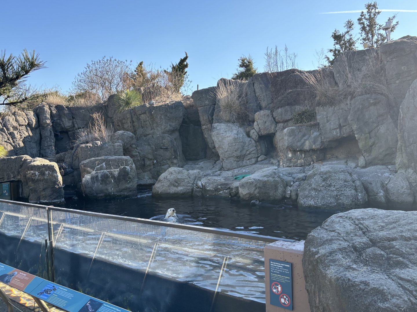 Sea Cliffs- Sea Otter Exhibit