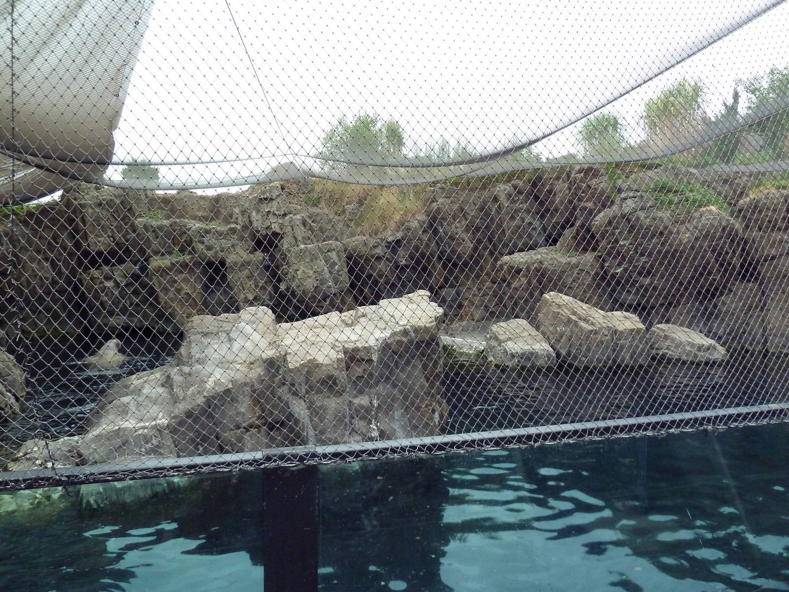 Sea Cliffs - Walrus Exhibit