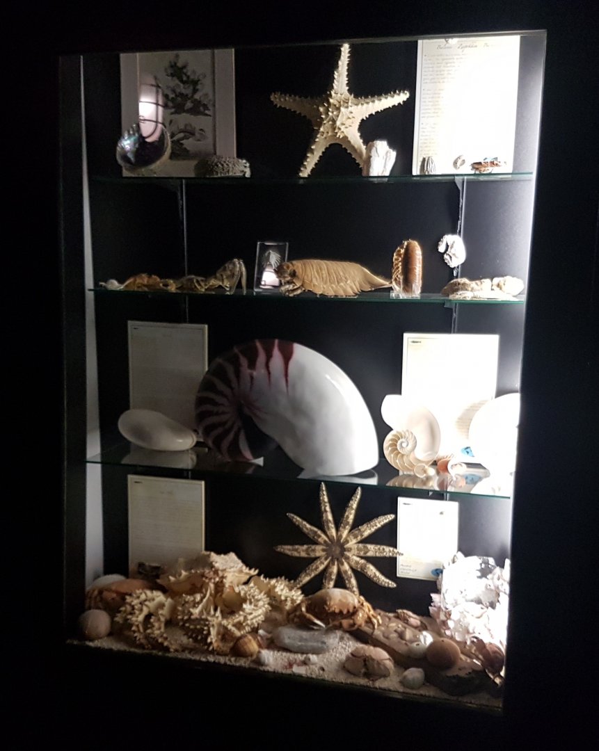 Sea-creature display