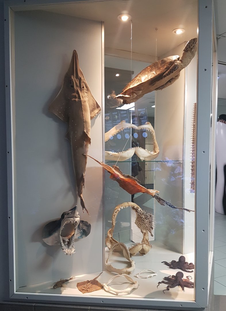 Sea-creature display