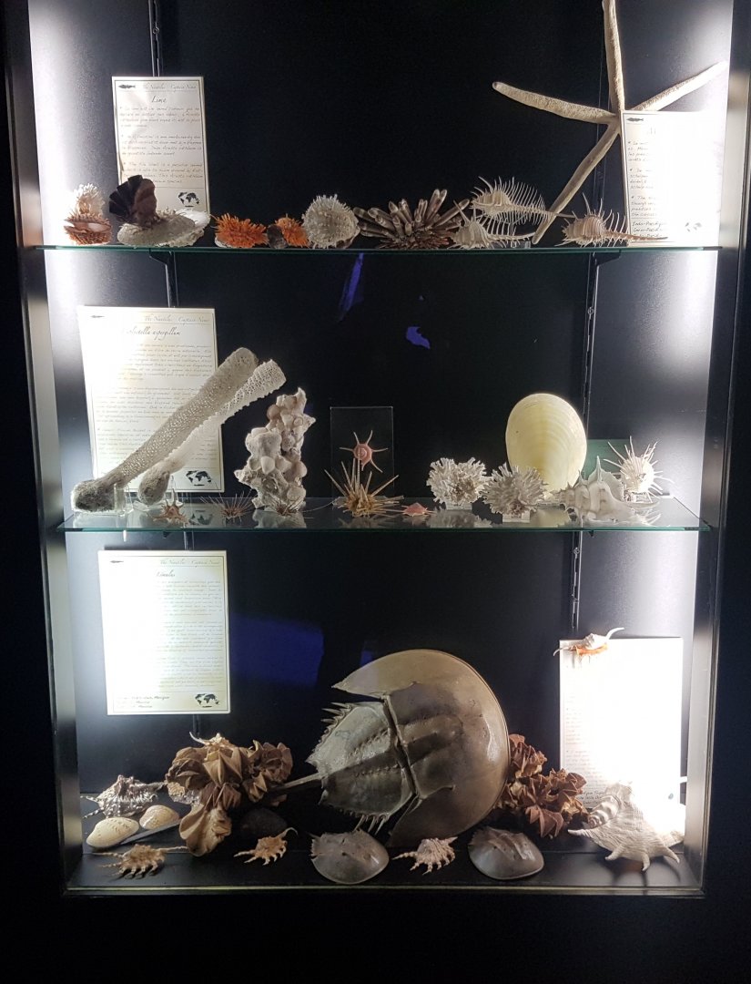 Sea creatures - display
