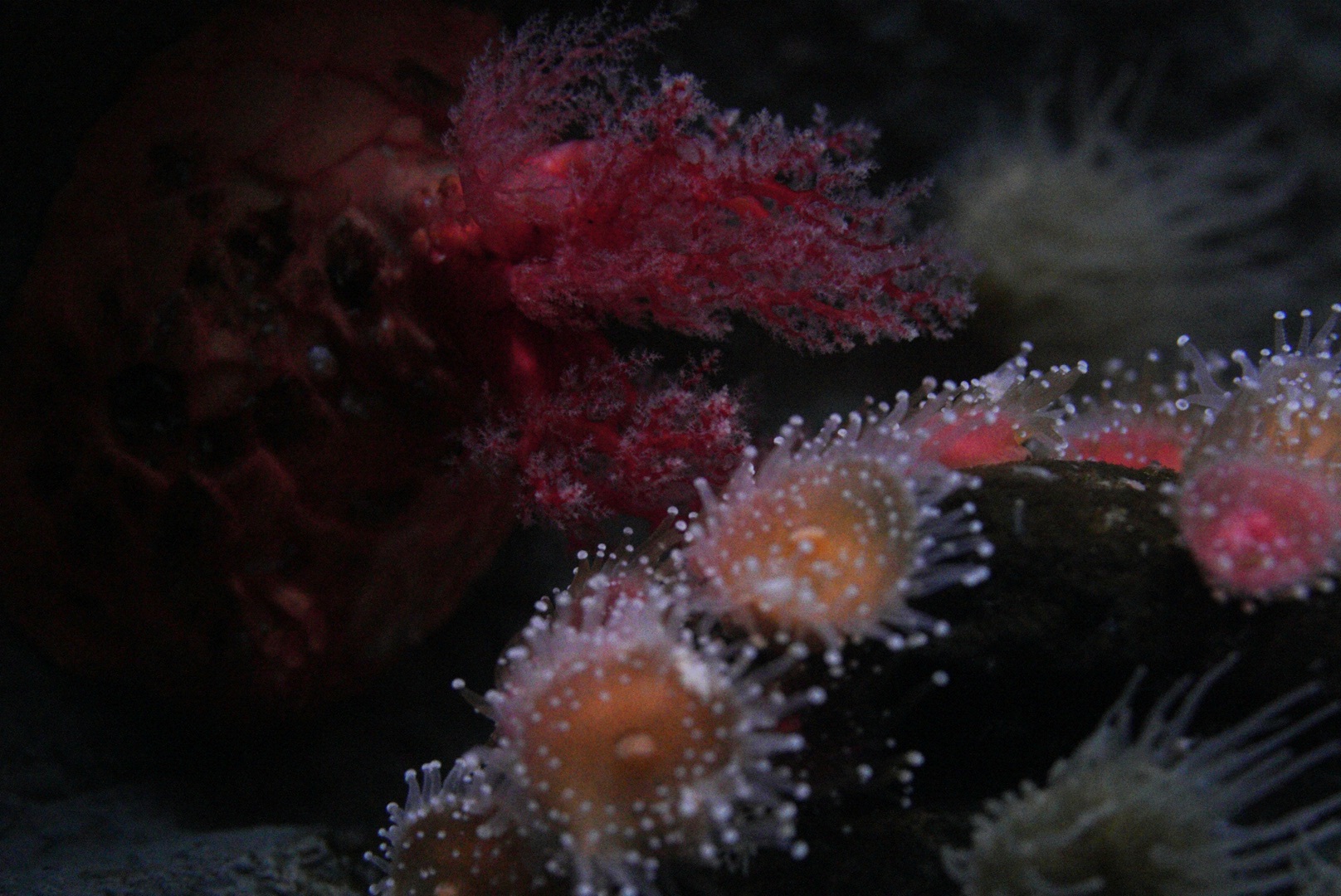 Sea Cucumber and Strawberry Anemones