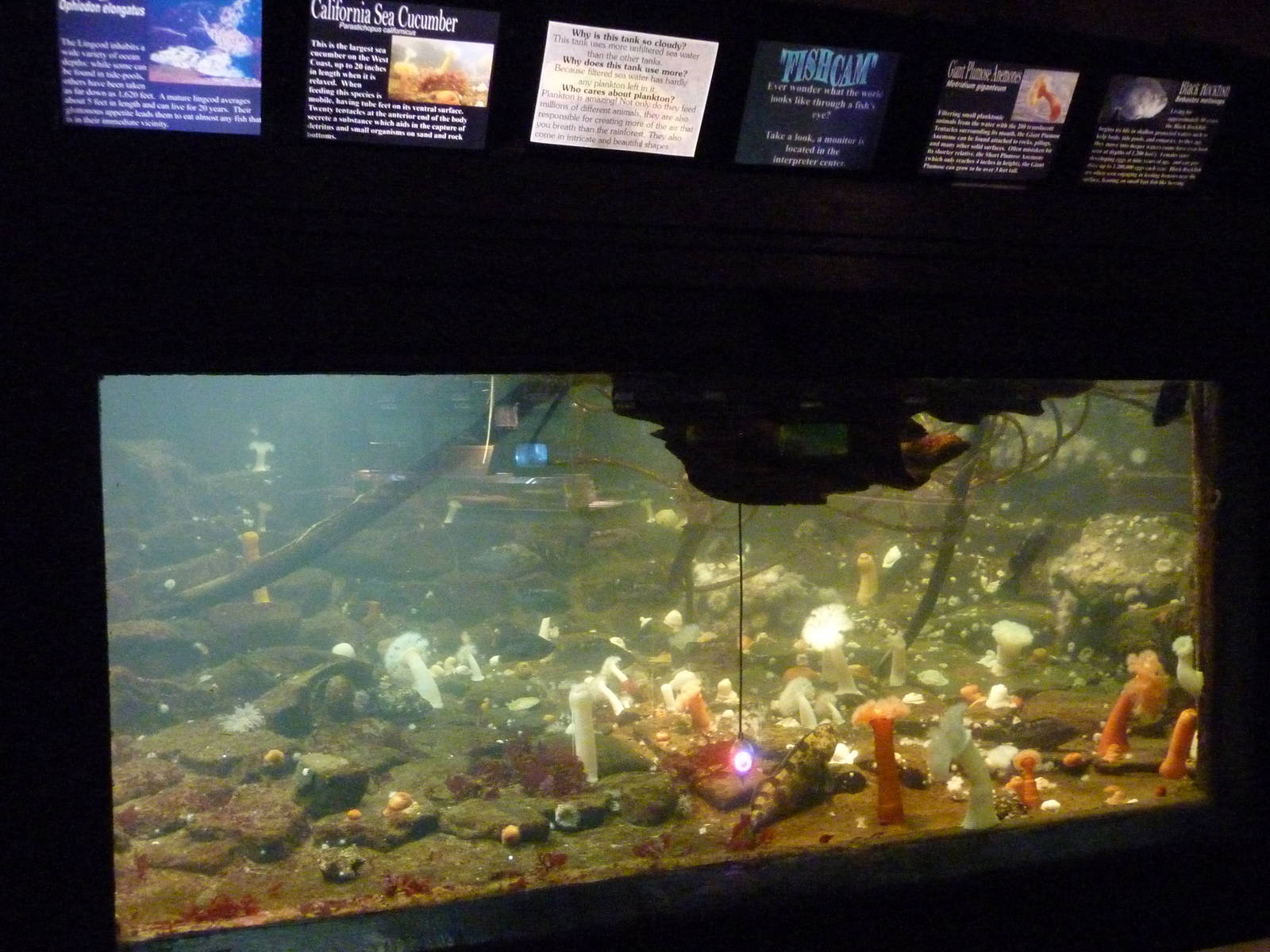 Sea Cucumber/Anemone Exhibit