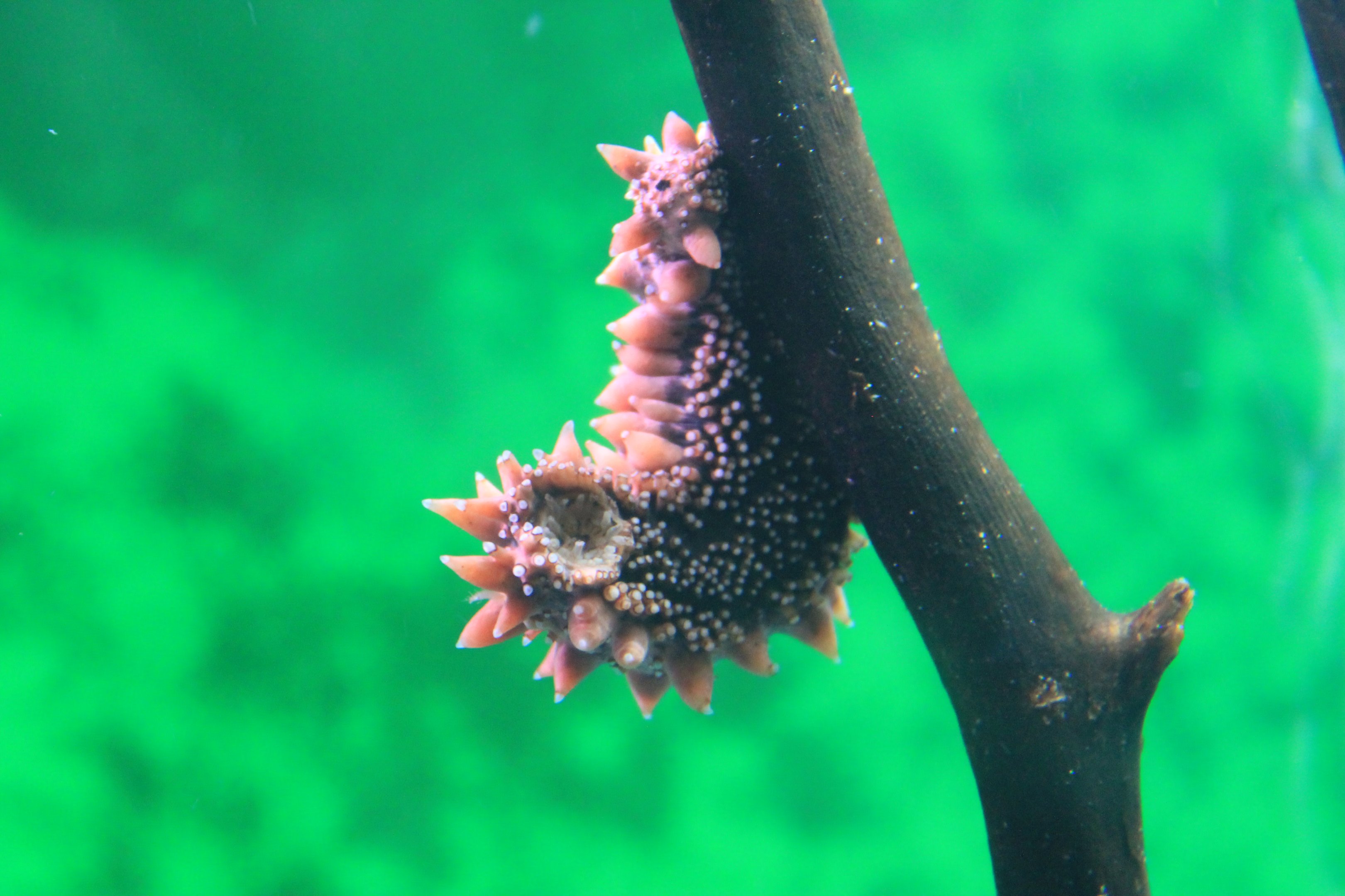 Sea Cucumber (Apostichopus japonicus), Wakkanai Aquarium