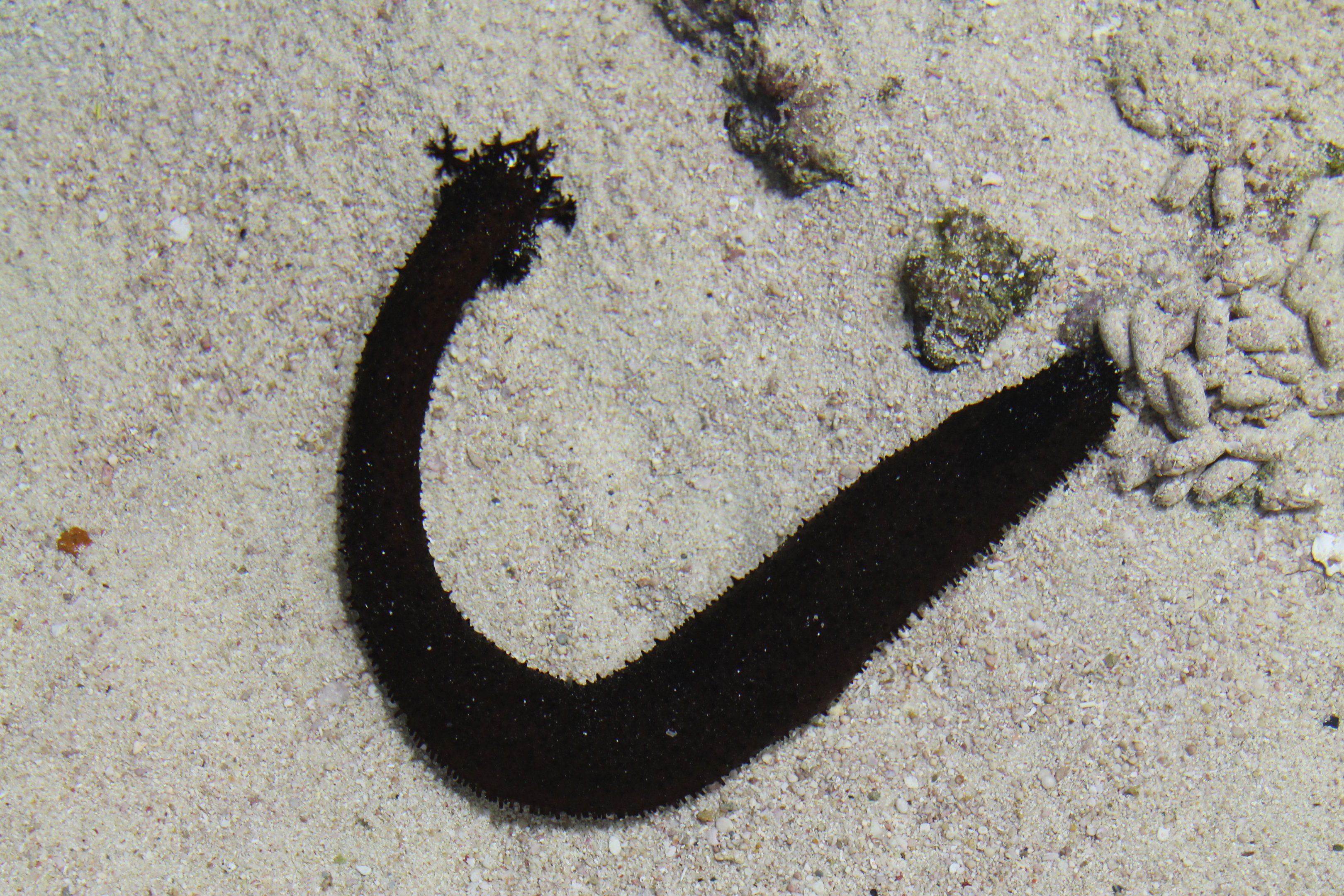 Sea Cucumber (Holothuria leucospilota)