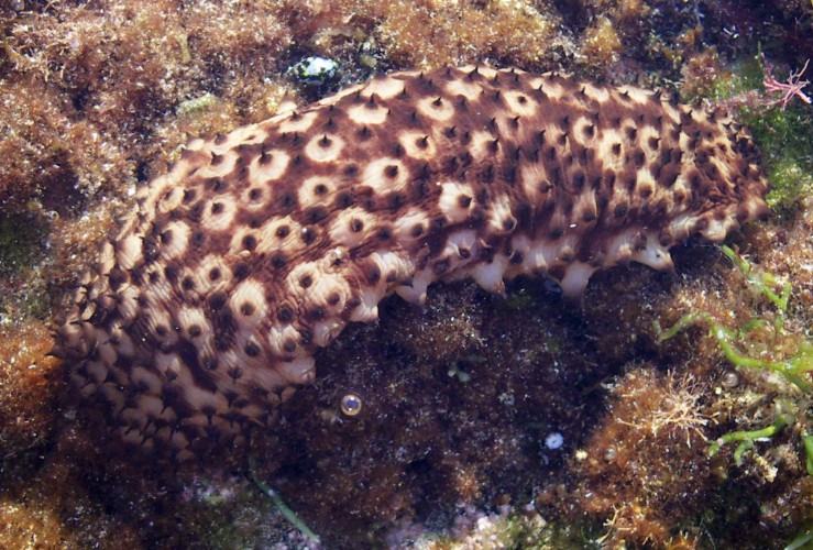 Sea Cucumber (Holothuria sanctori)