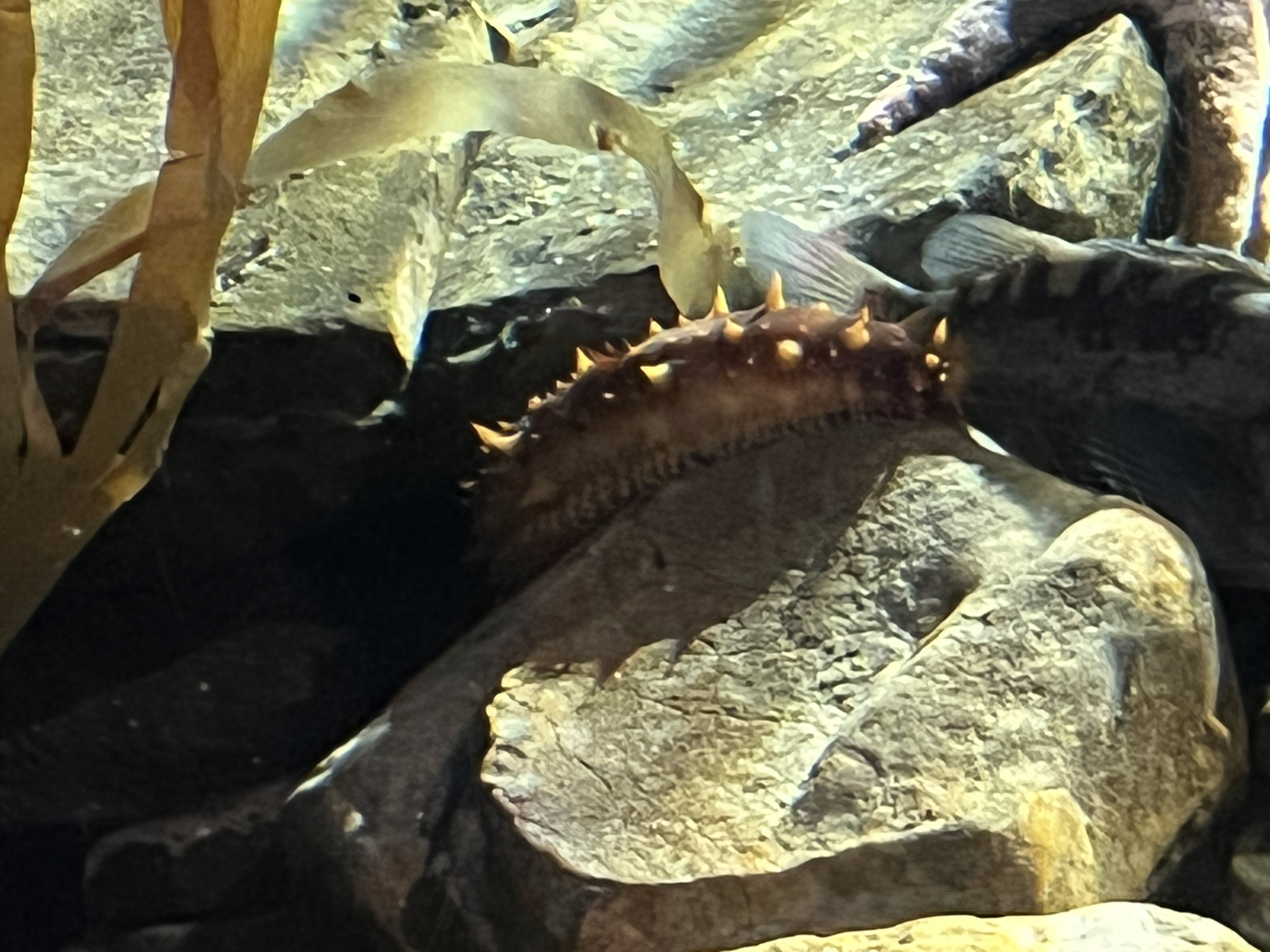 Sea cucumber ID?