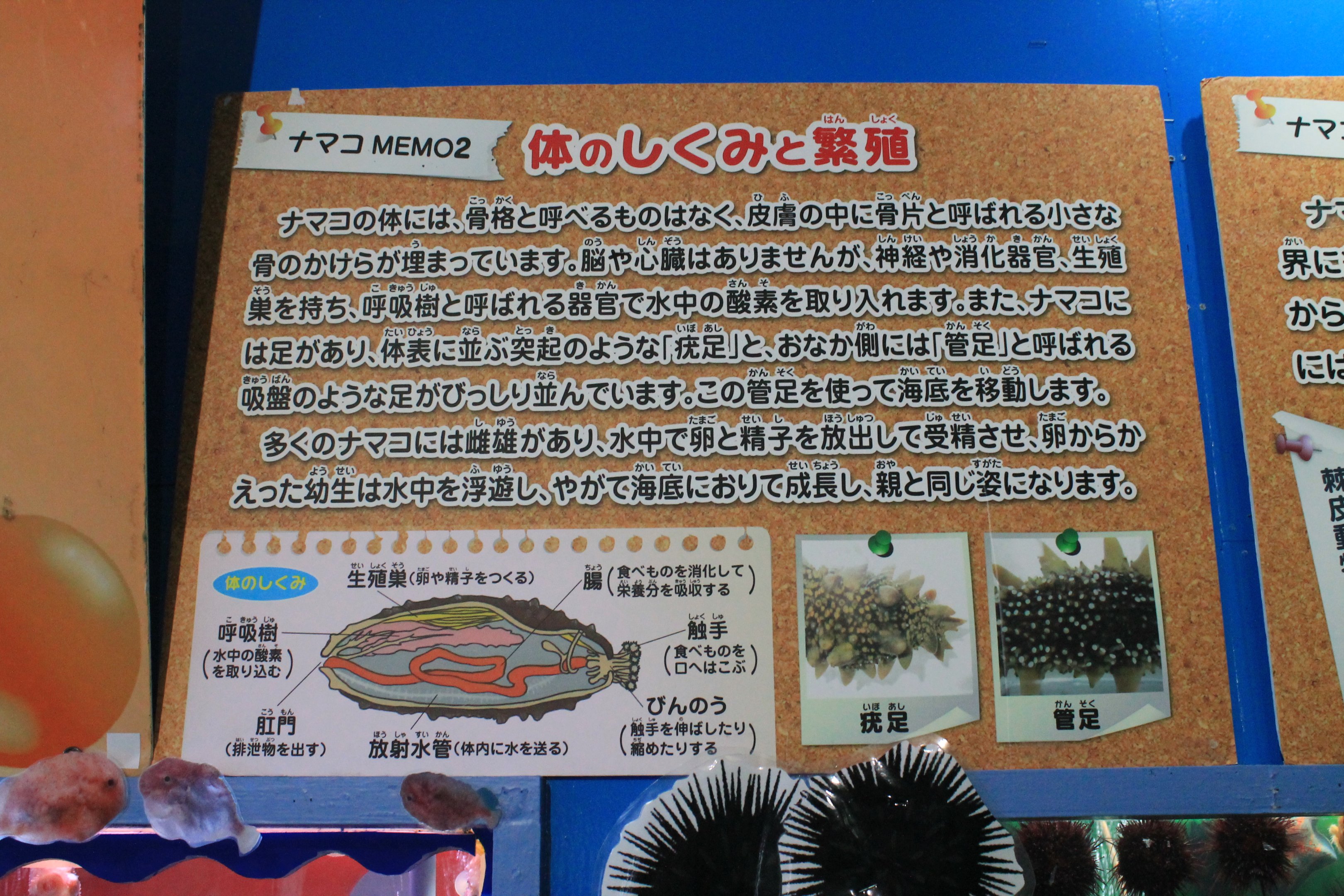 Sea Cucumber signage, Wakkanai Aquarium
