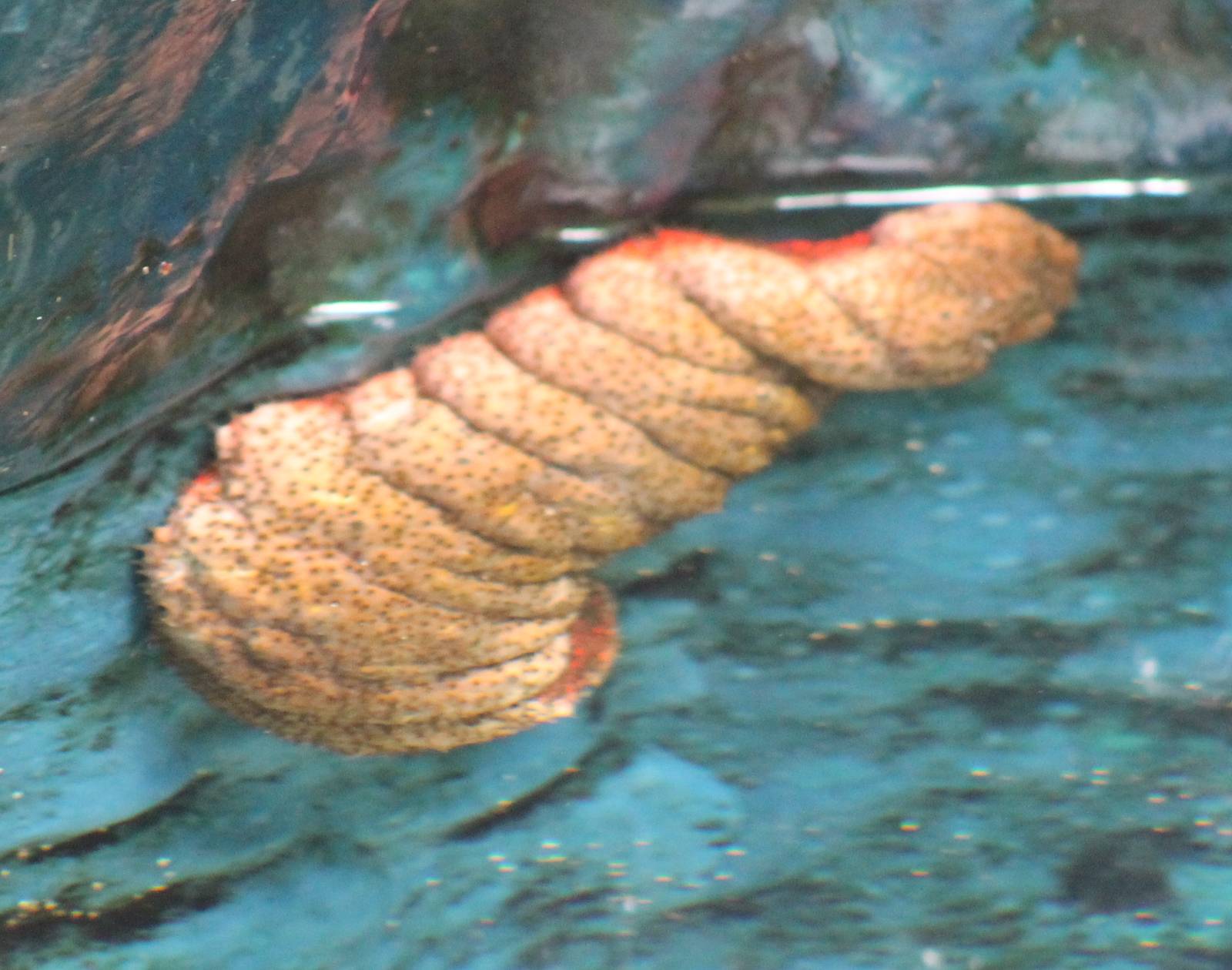 Sea cucumber species ?
