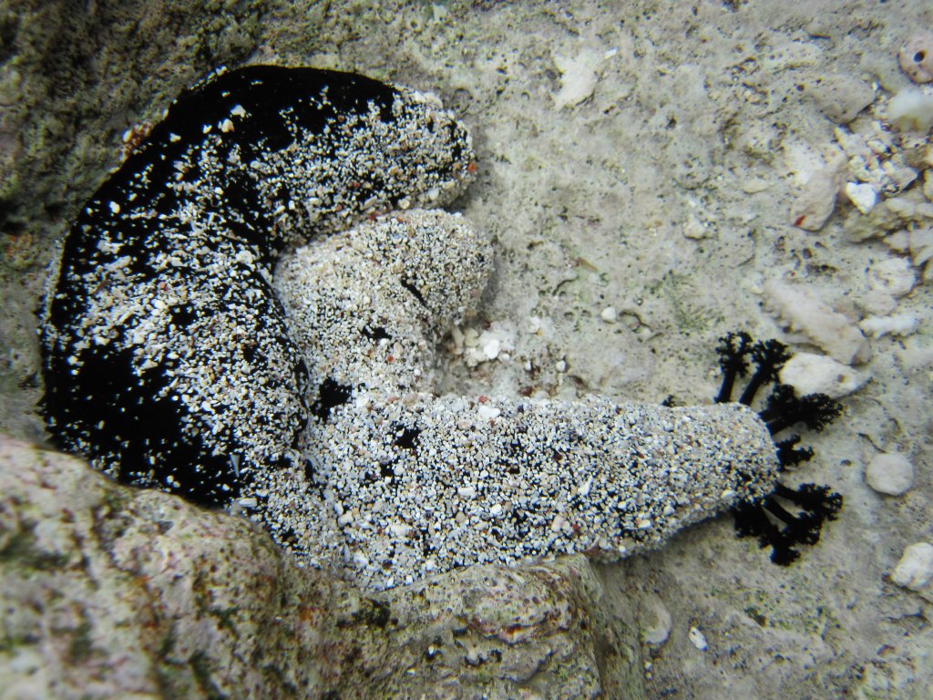 Sea Cucumber