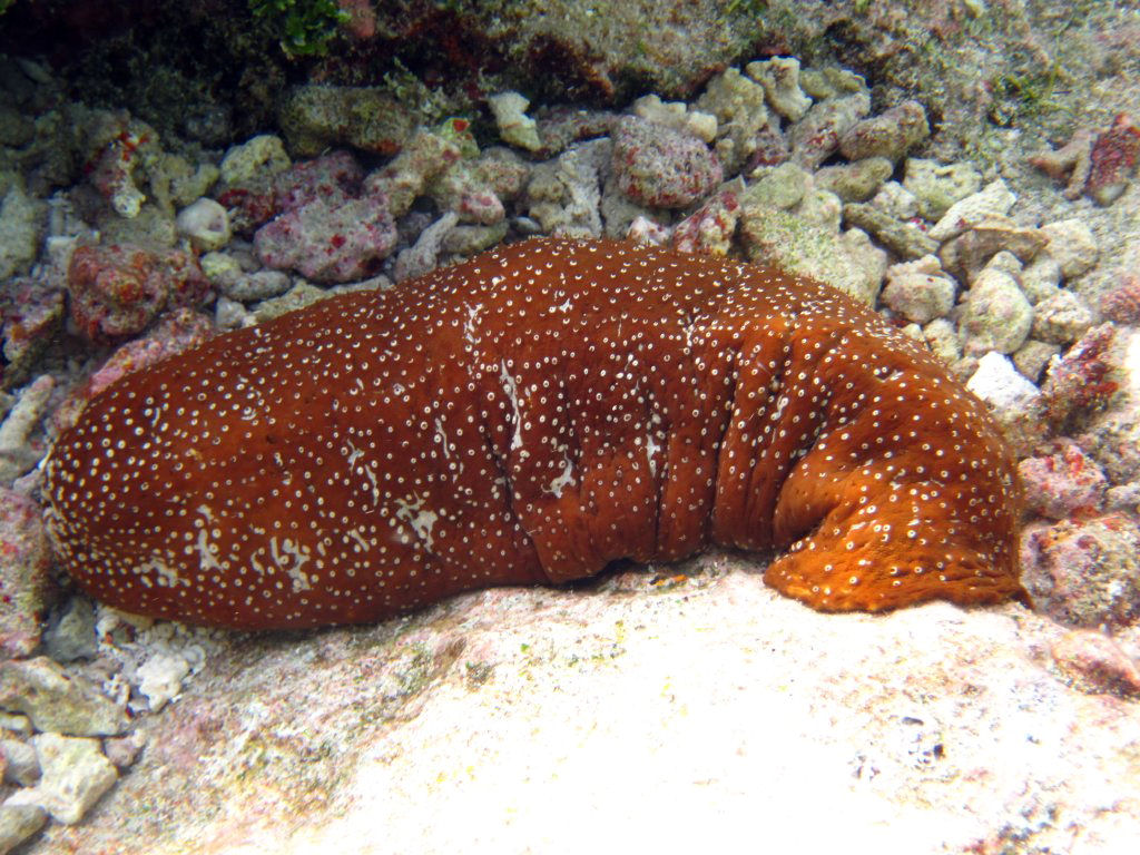 Sea Cucumber