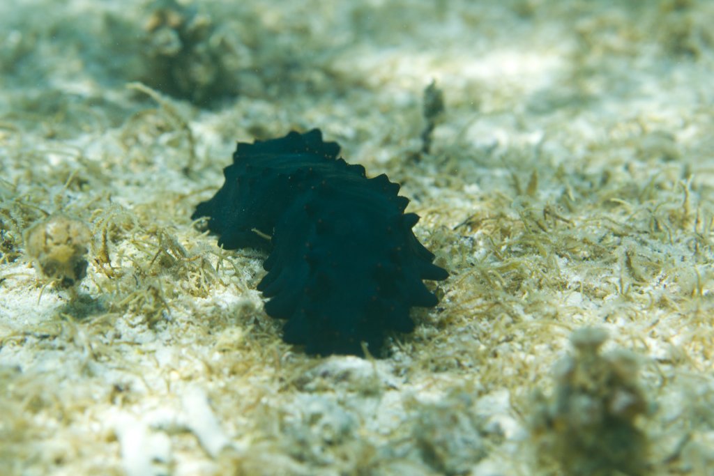Sea Cucumber