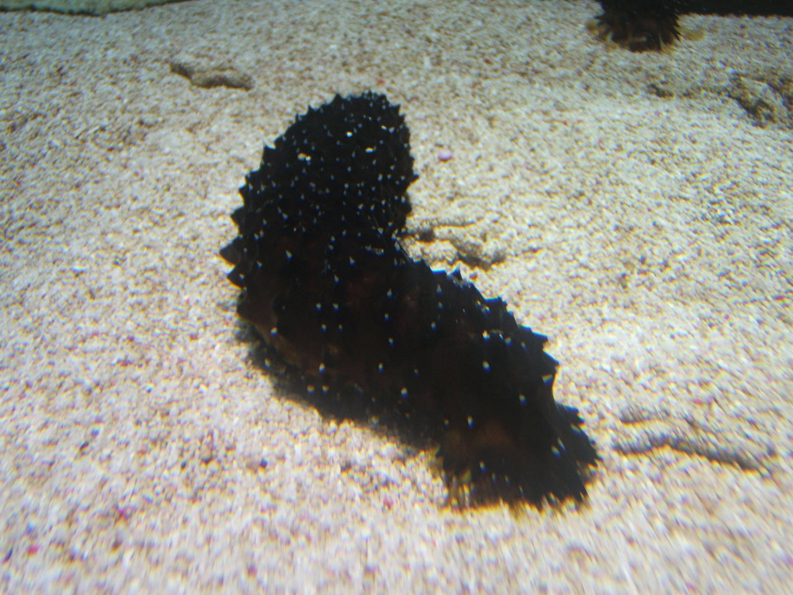 Sea Cucumber