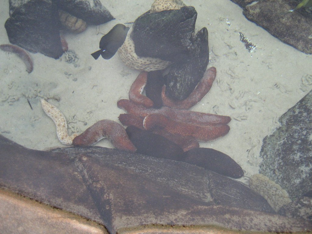 Sea Cucumbers