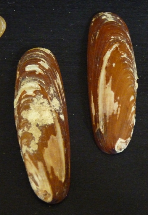 Sea date (Lithophaga lithophaga) shells