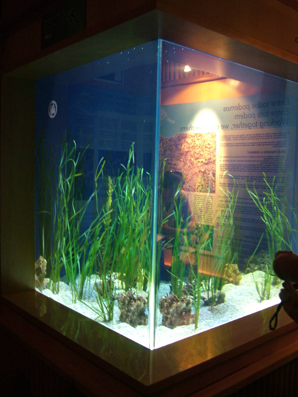 Sea Dragon Exhibit at Oceanografic, 29/05/11