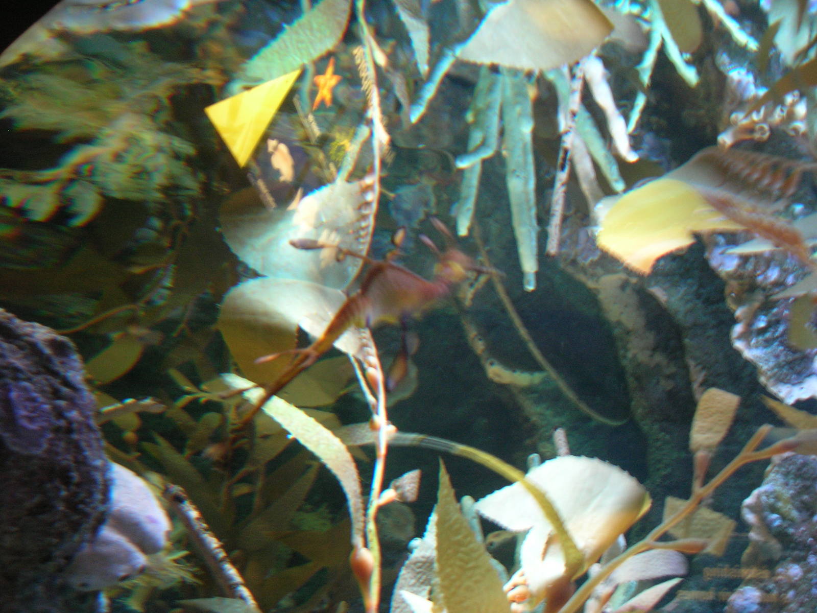 Sea Dragon Exhibit