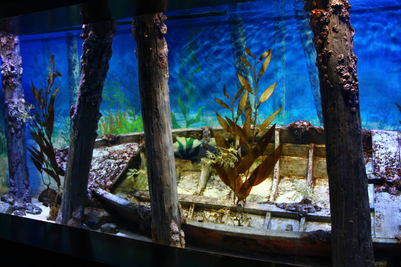 Sea Dragon exhibit