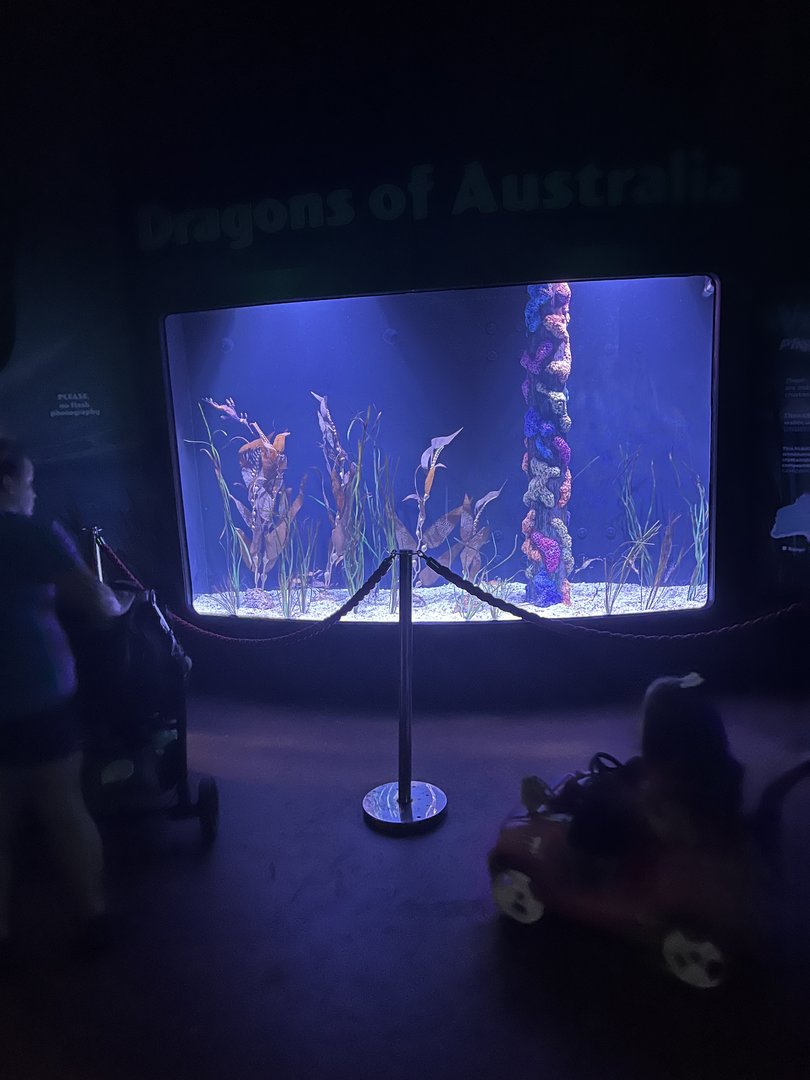 Sea Dragon exhibit